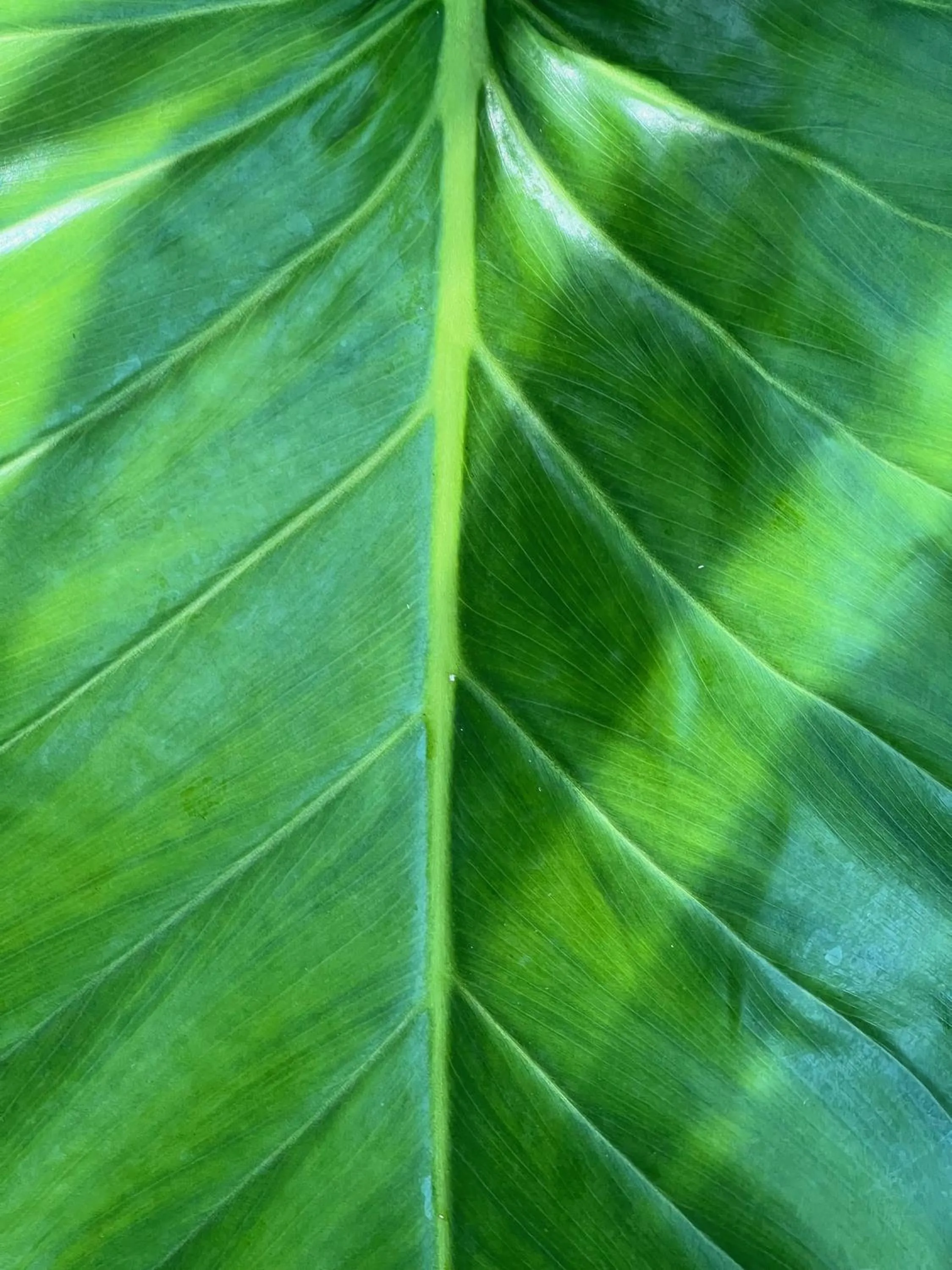 Garden in Firefly Estate Bequia