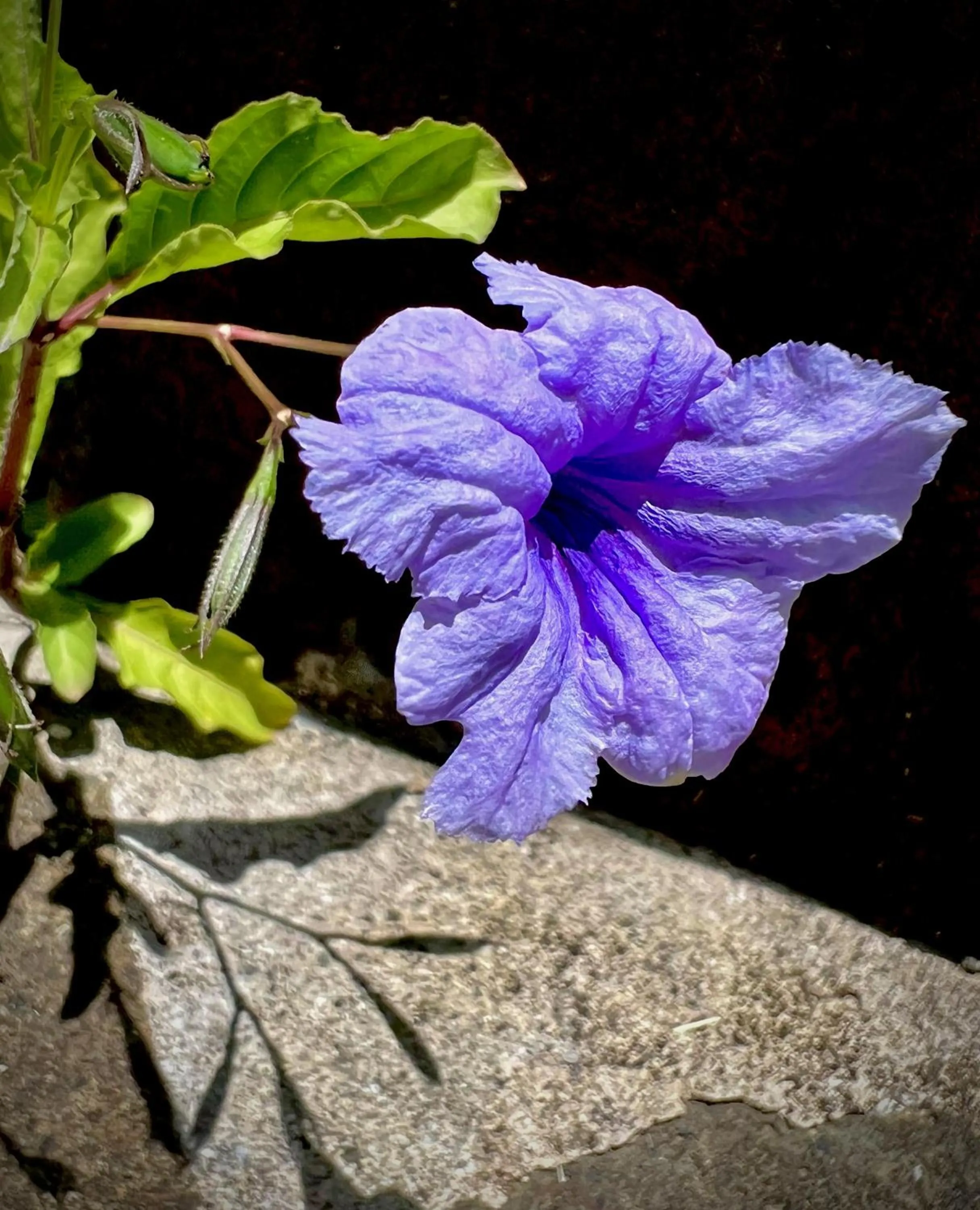 Garden in Firefly Estate Bequia