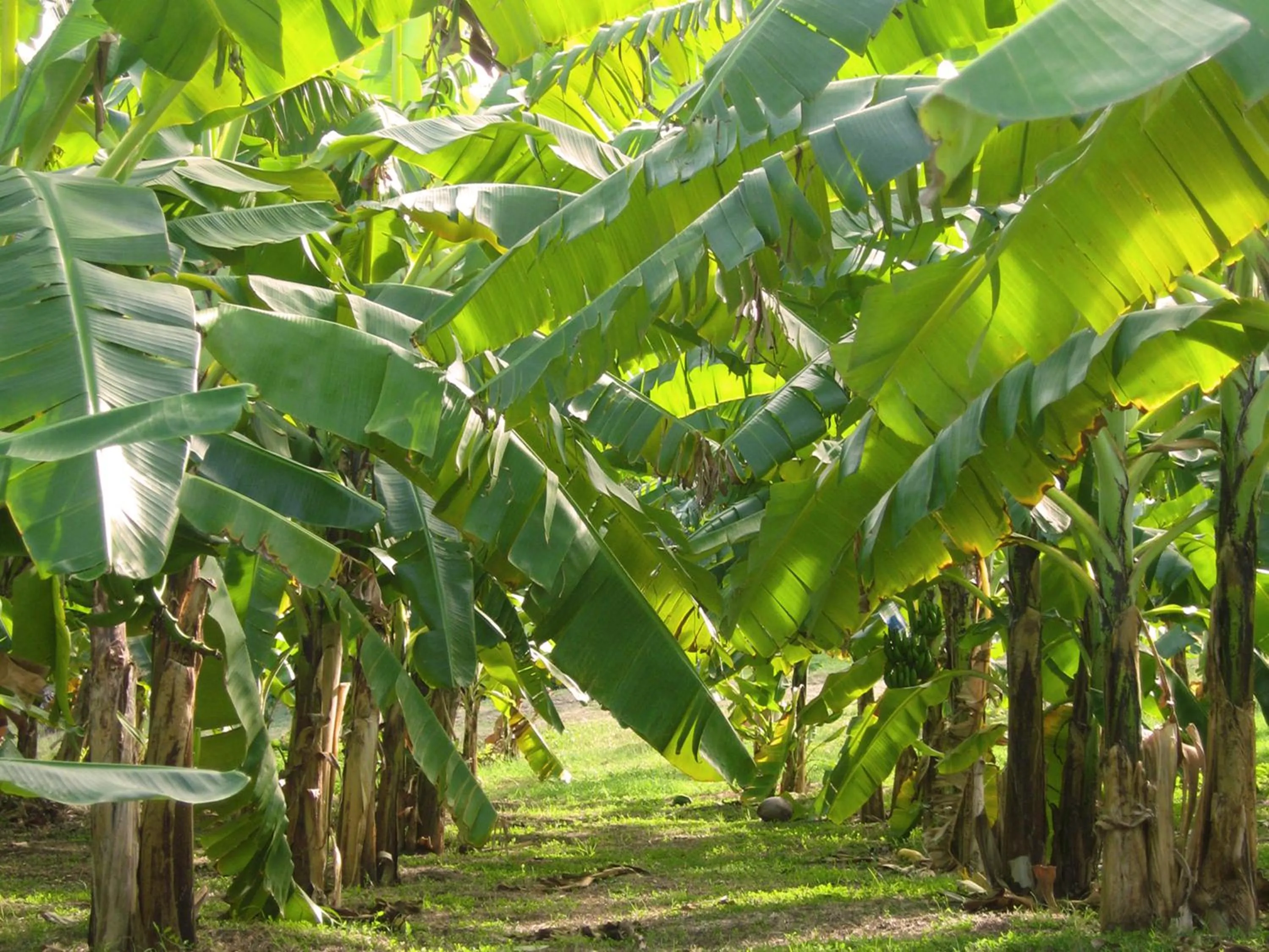 Garden in Firefly Estate Bequia