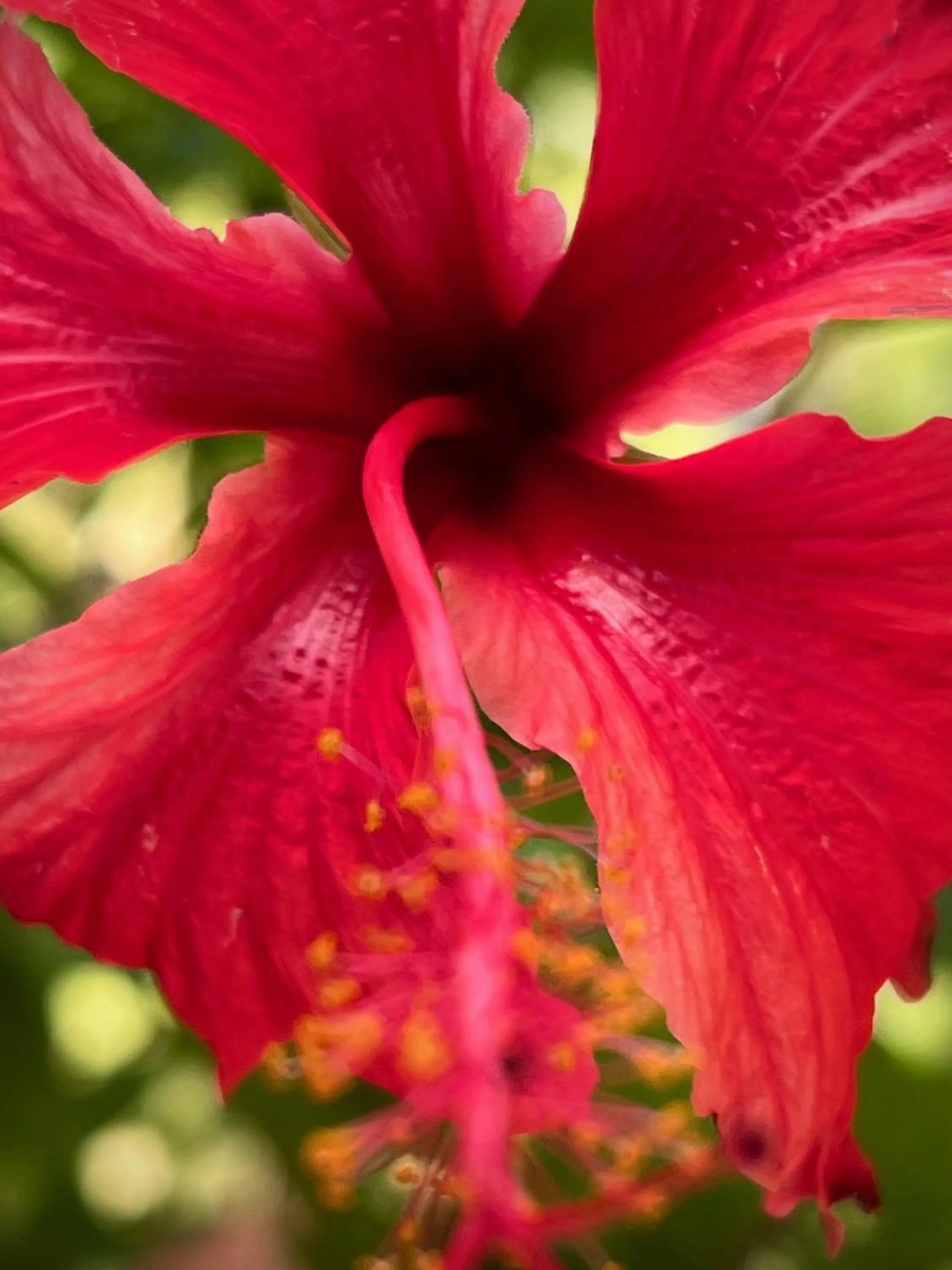 Garden in Firefly Estate Bequia
