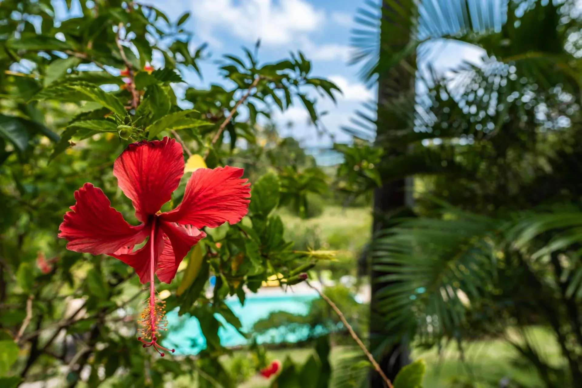 Garden in Firefly Estate Bequia