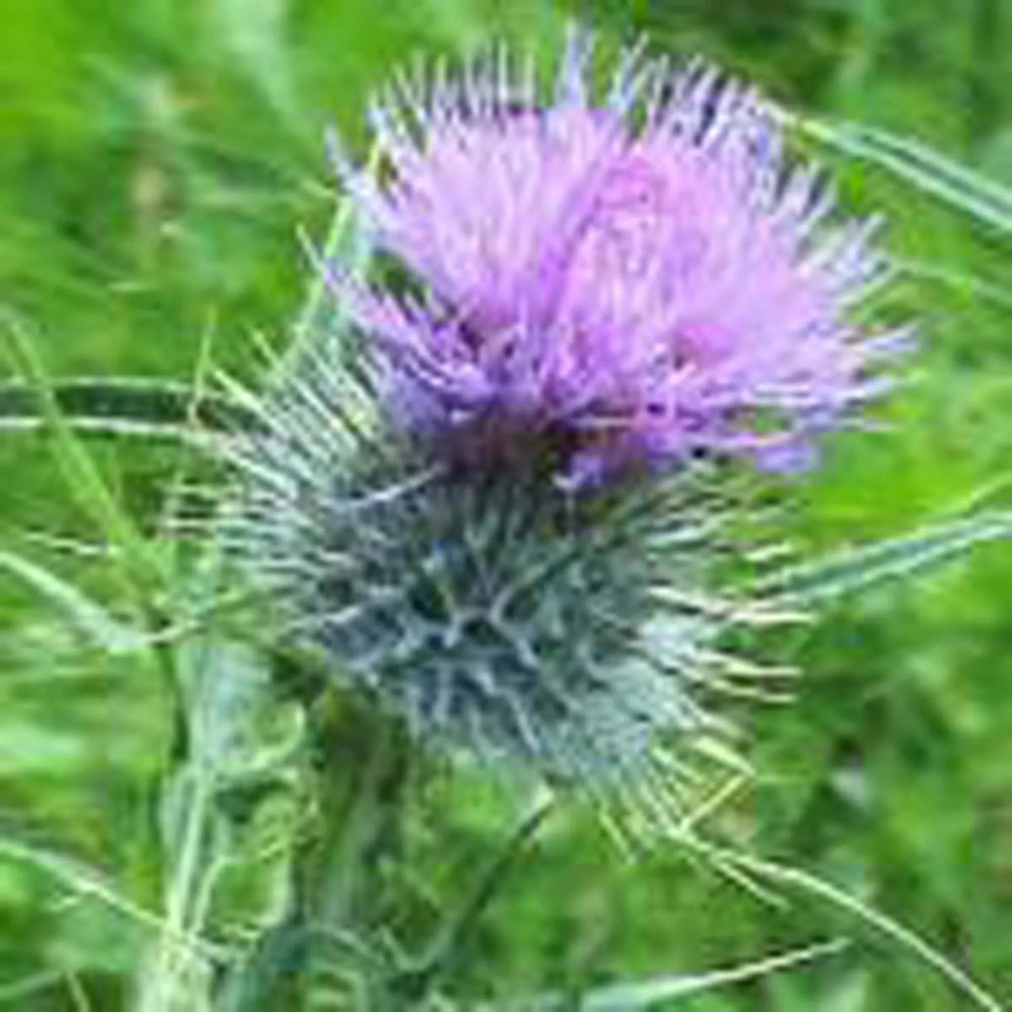 Garden in Foyers House