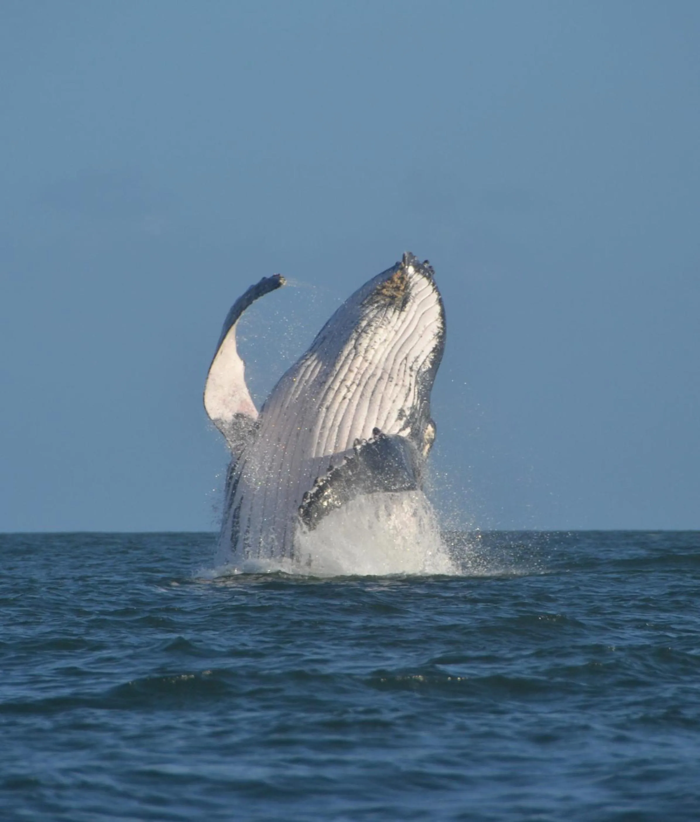 Aqua park in Boraha Village Ecolodge