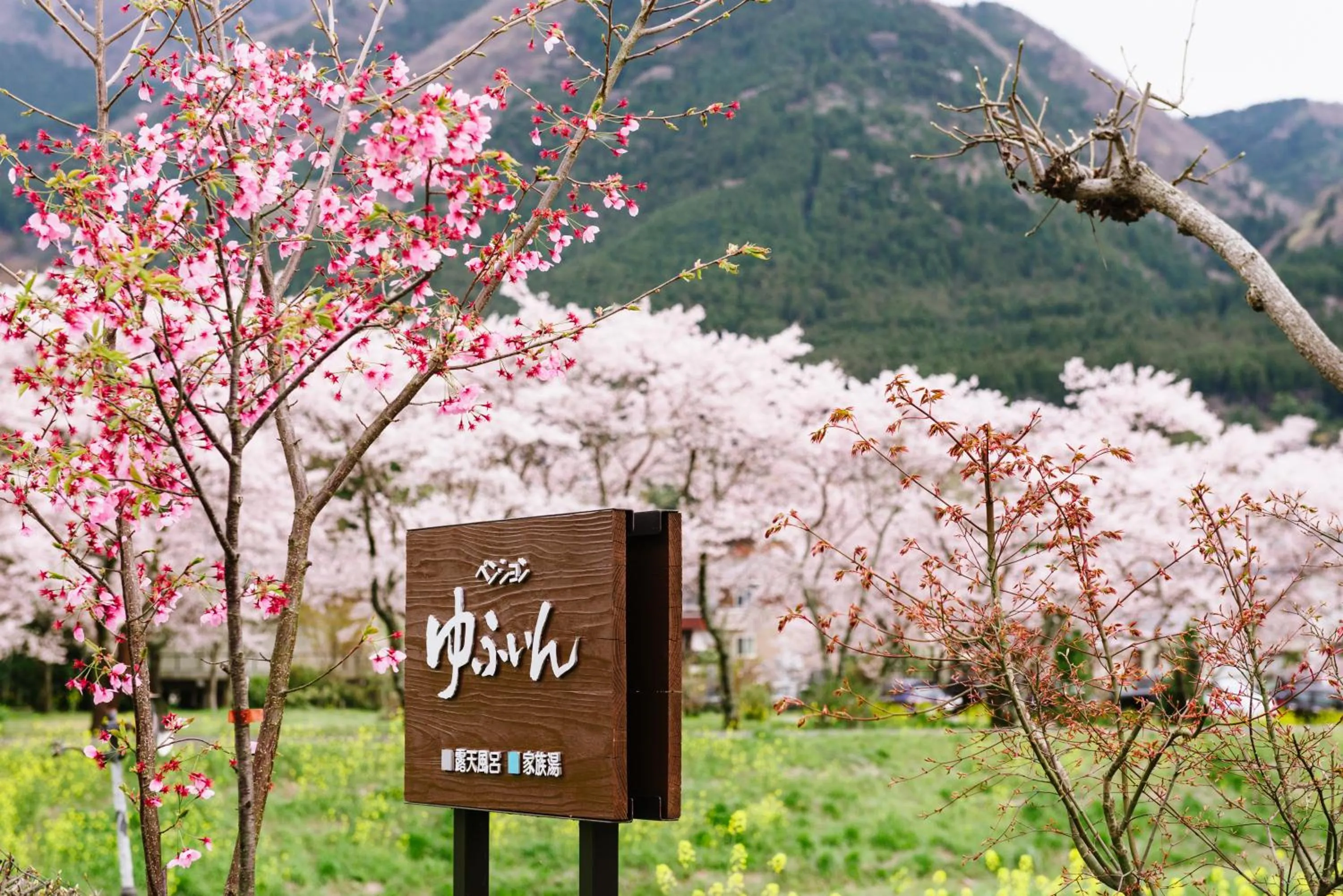 Spring in Pension Yufuin