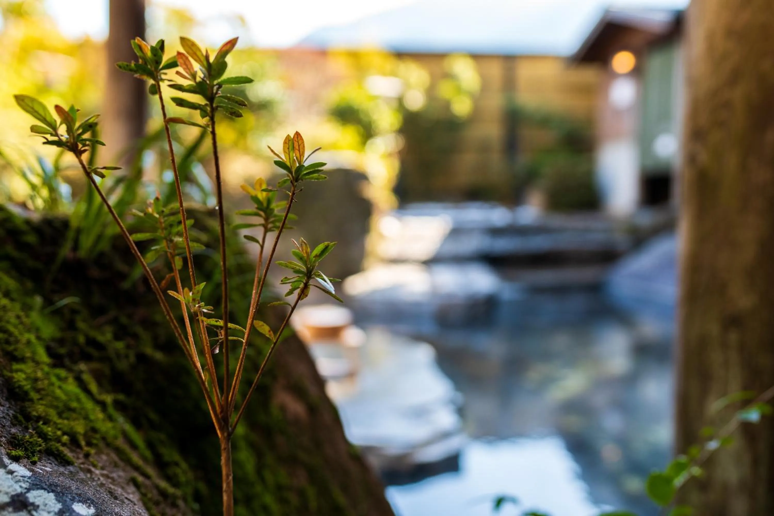 Garden view in Pension Yufuin