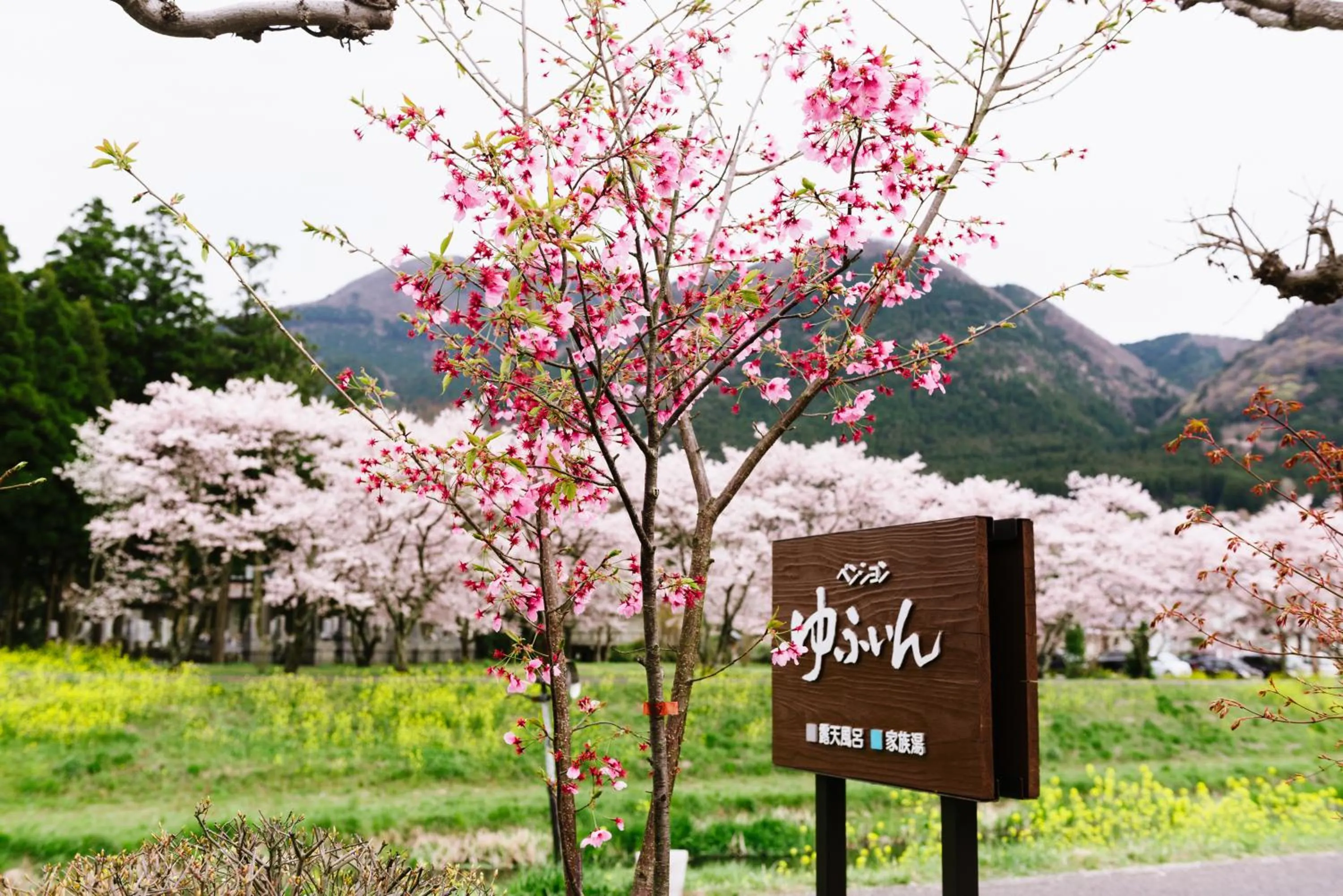 Spring in Pension Yufuin