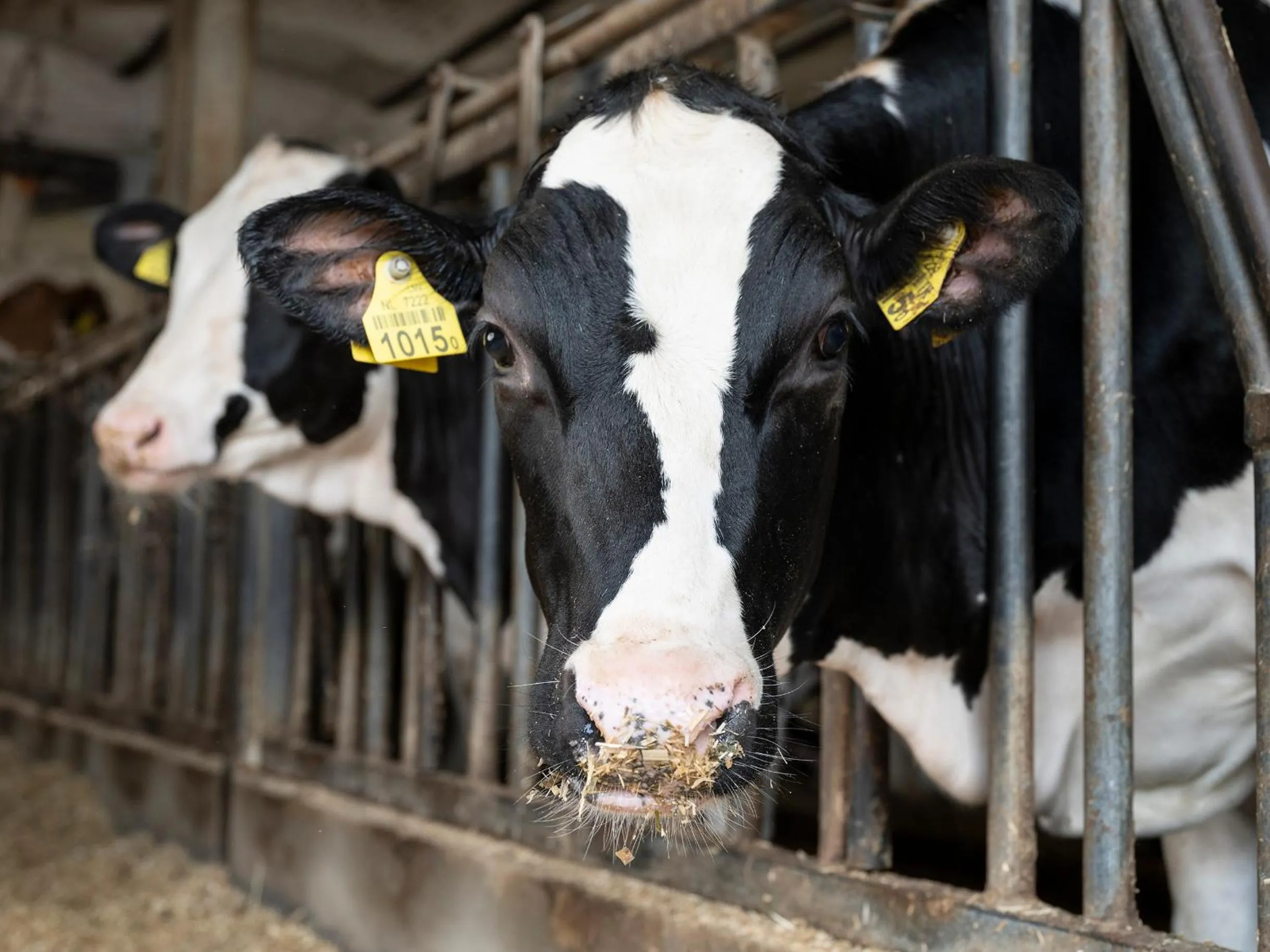 Animals in Herberg de Brabantse Kluis