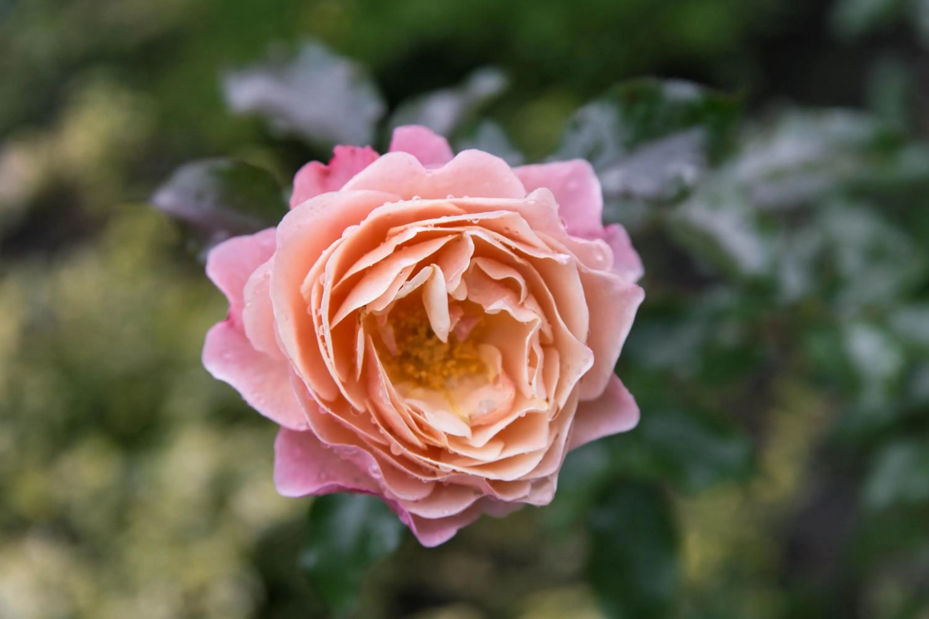 Garden in Willa Puławianka