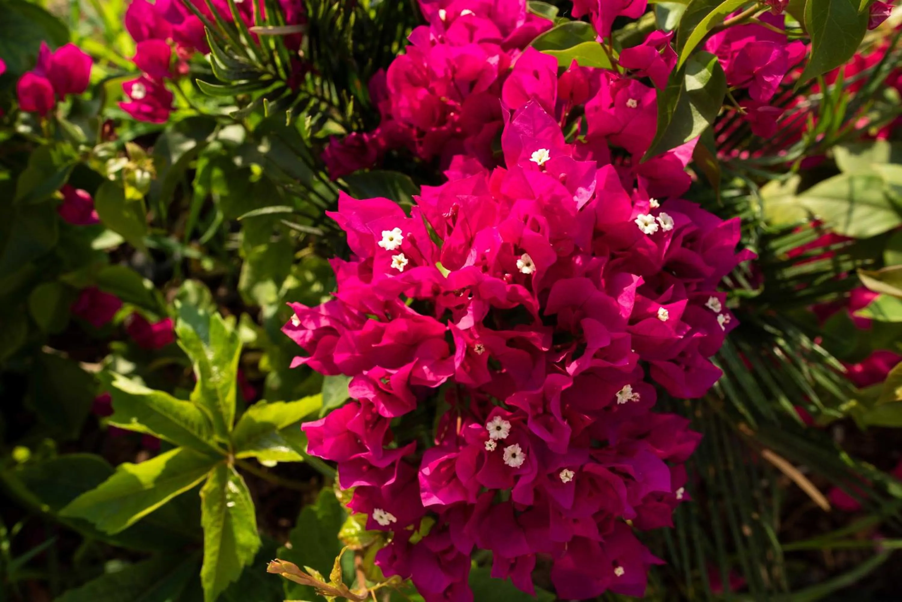 Garden in The Diplomat Hotel