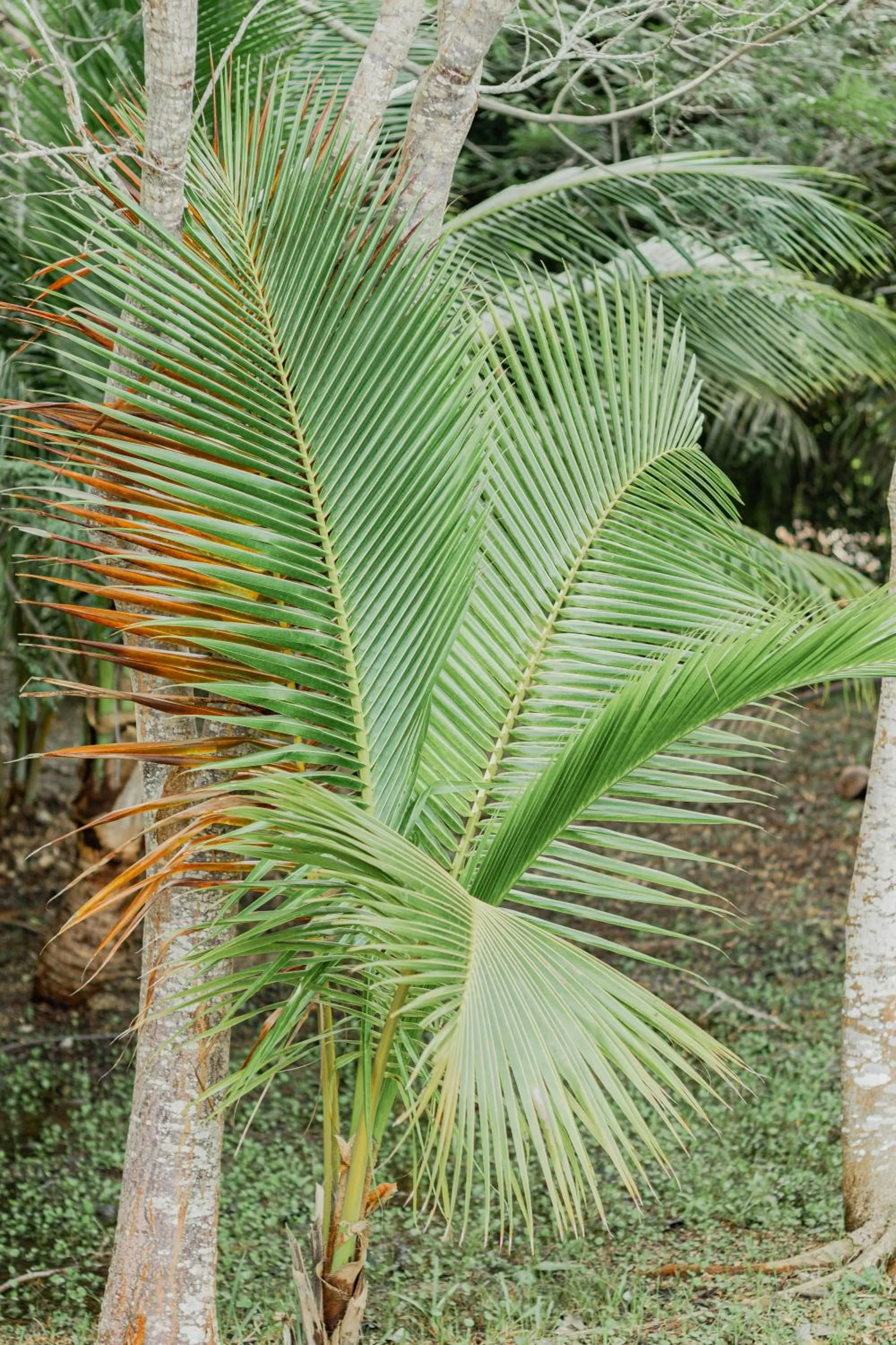Garden in Mayan Playa Bacalar