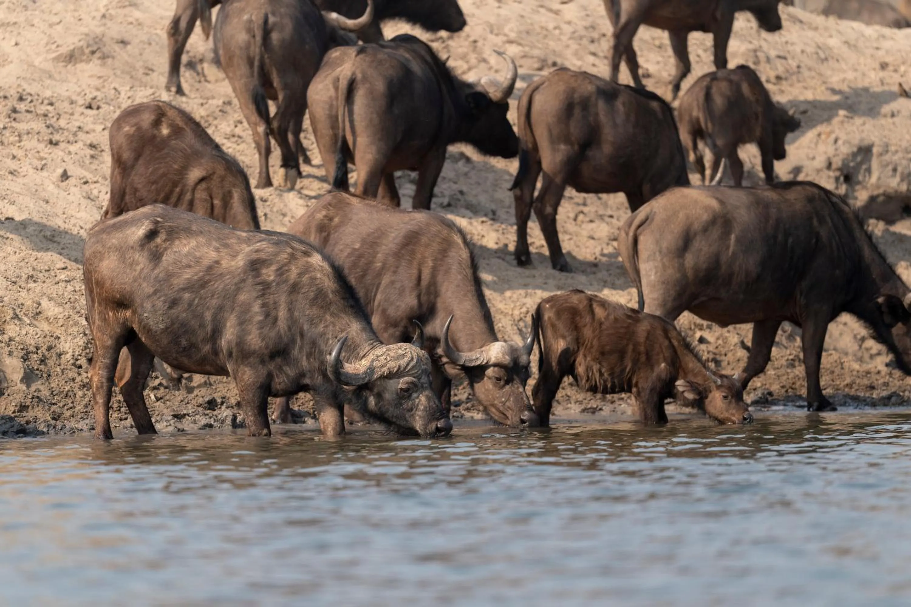 Animals in Zambezi Dusk River Facing-all inclusive-Luxury Accommodation