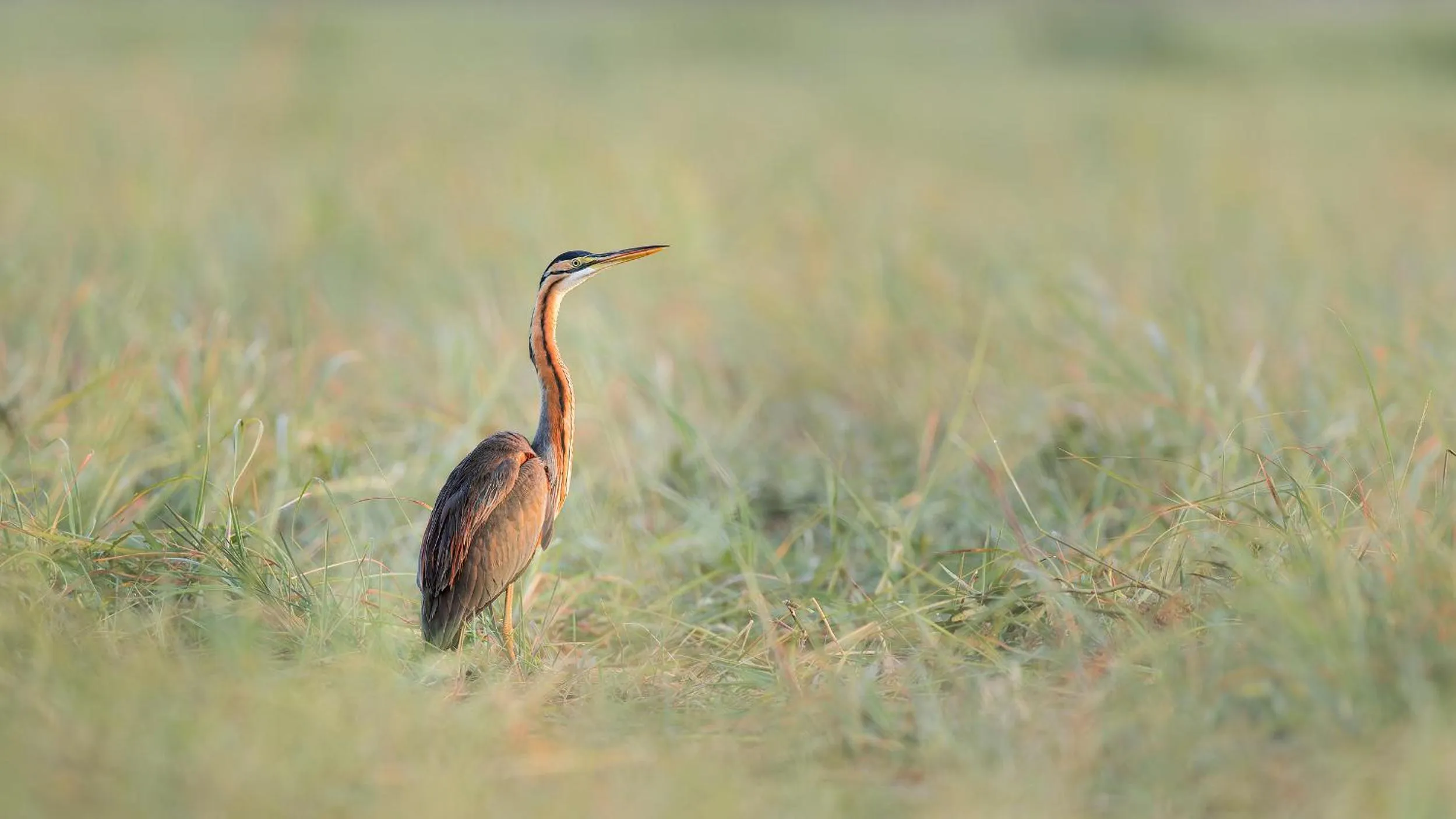 Animals in Zambezi Dusk River Facing-all inclusive-Luxury Accommodation