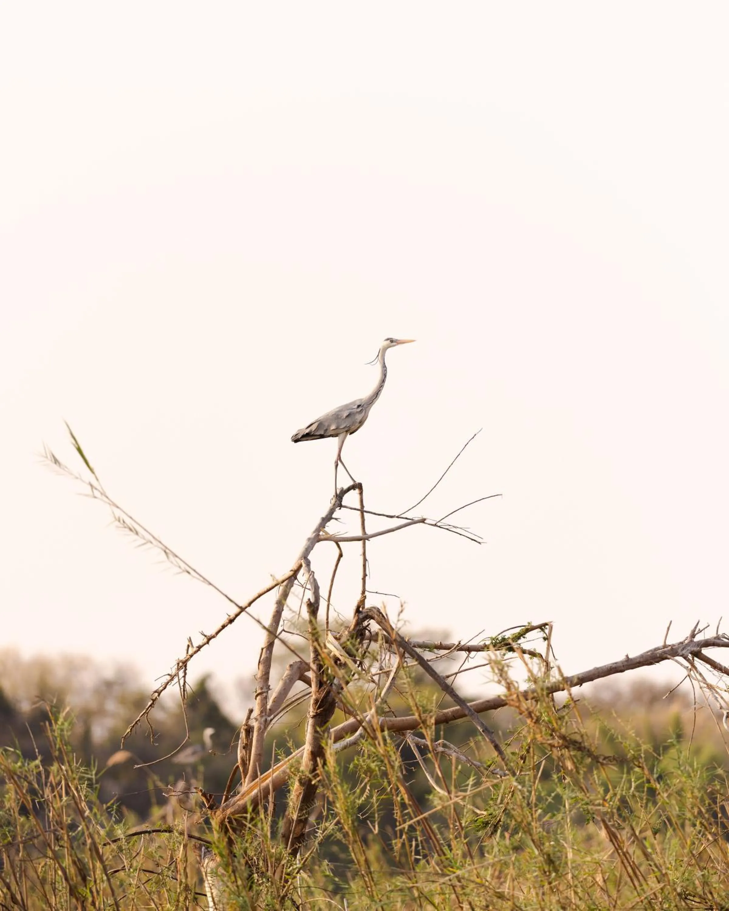Natural landscape in Zambezi Dusk River Facing-all inclusive-Luxury Accommodation