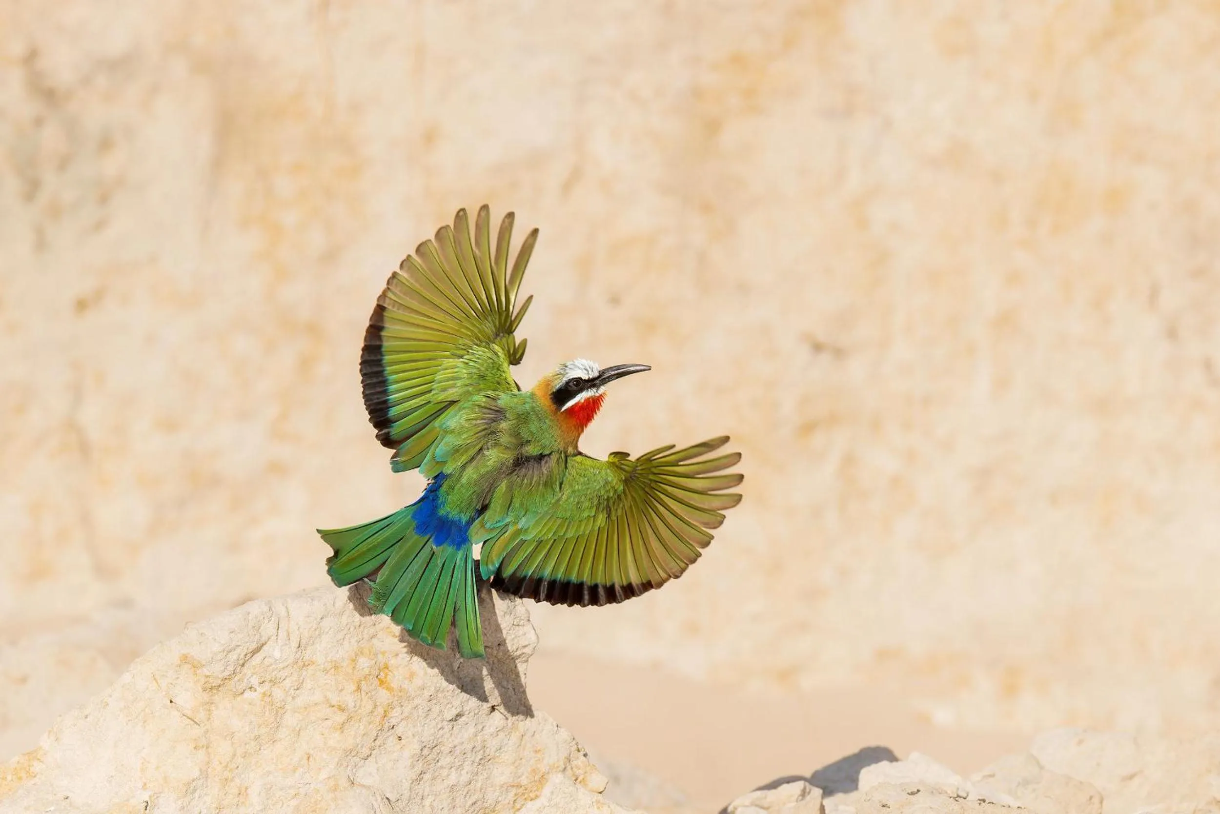 Animals in Zambezi Dusk River Facing-all inclusive-Luxury Accommodation