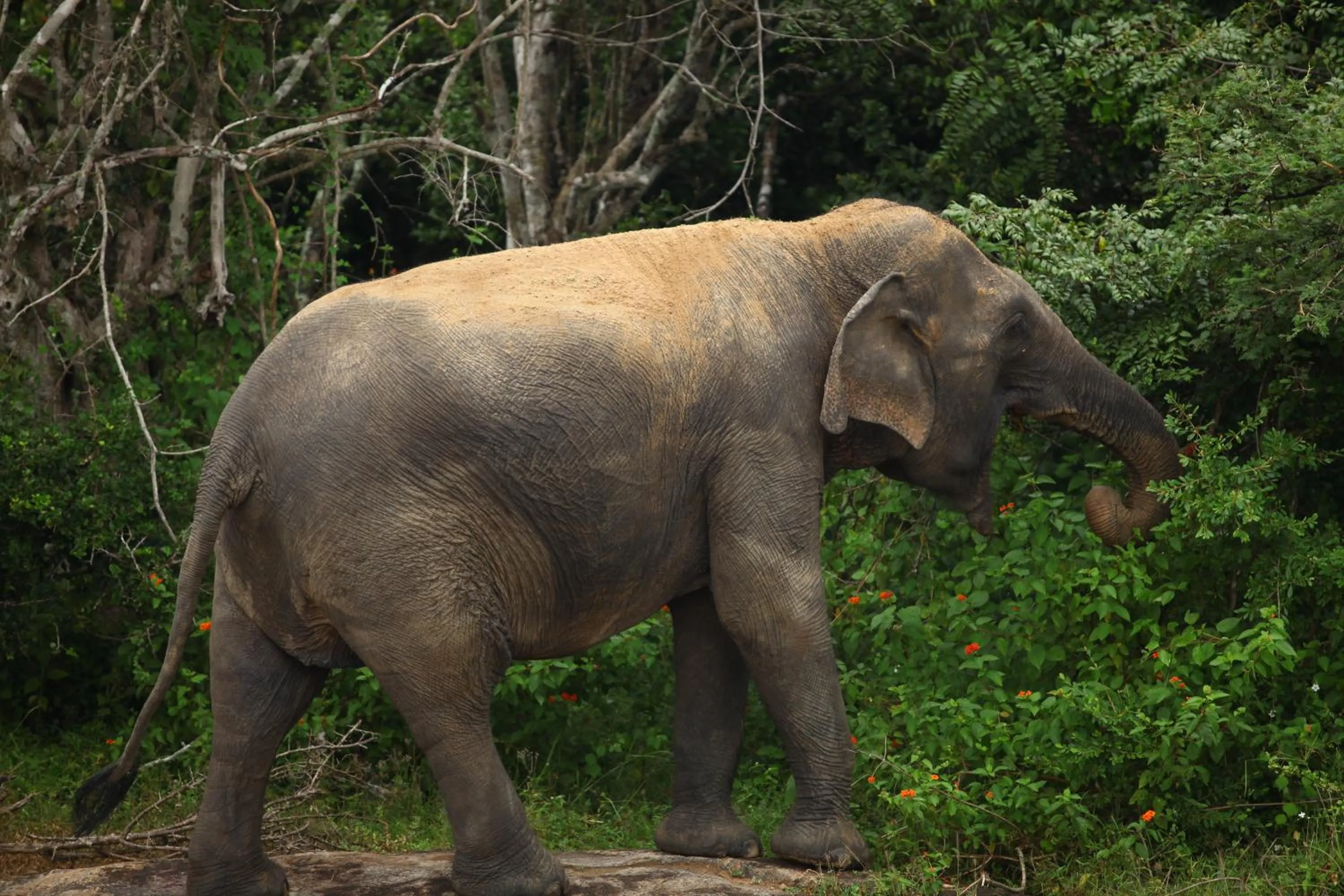 Animals in Traveller's Home Hotel
