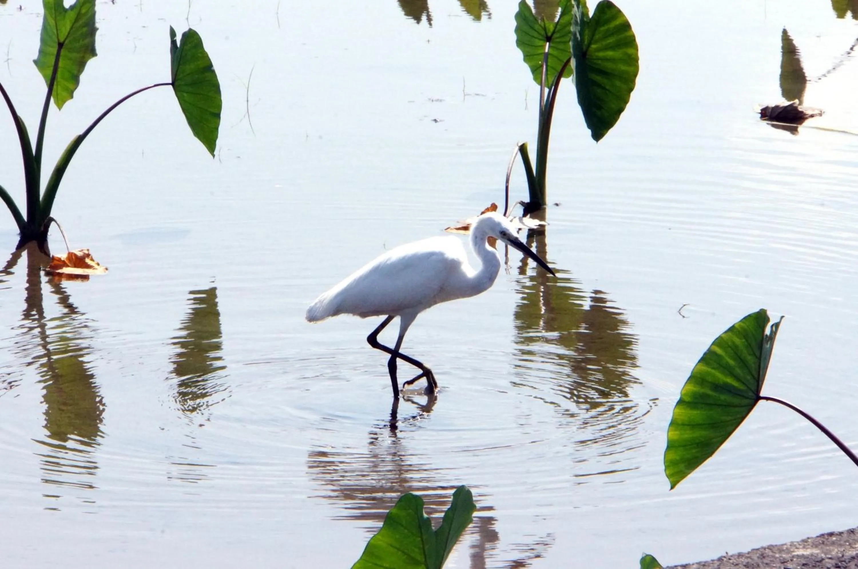 Off site in Mystery13