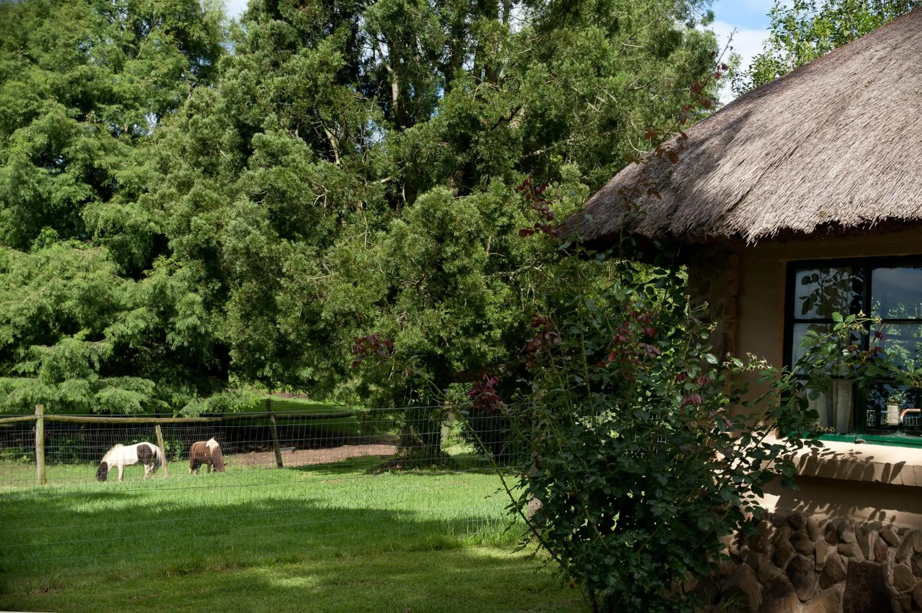 Animals in Ardmore Guest Farm