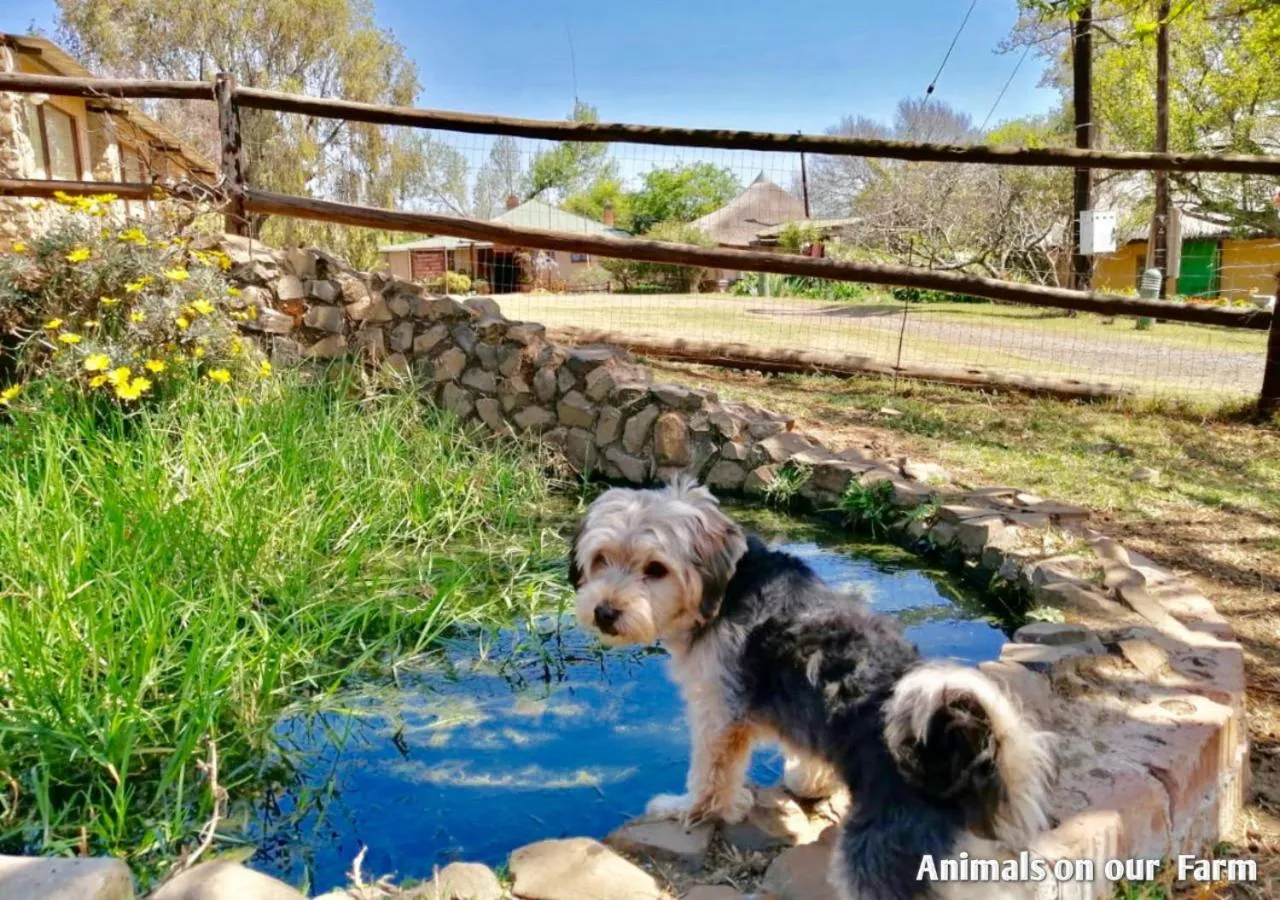 Pets in Ardmore Guest Farm