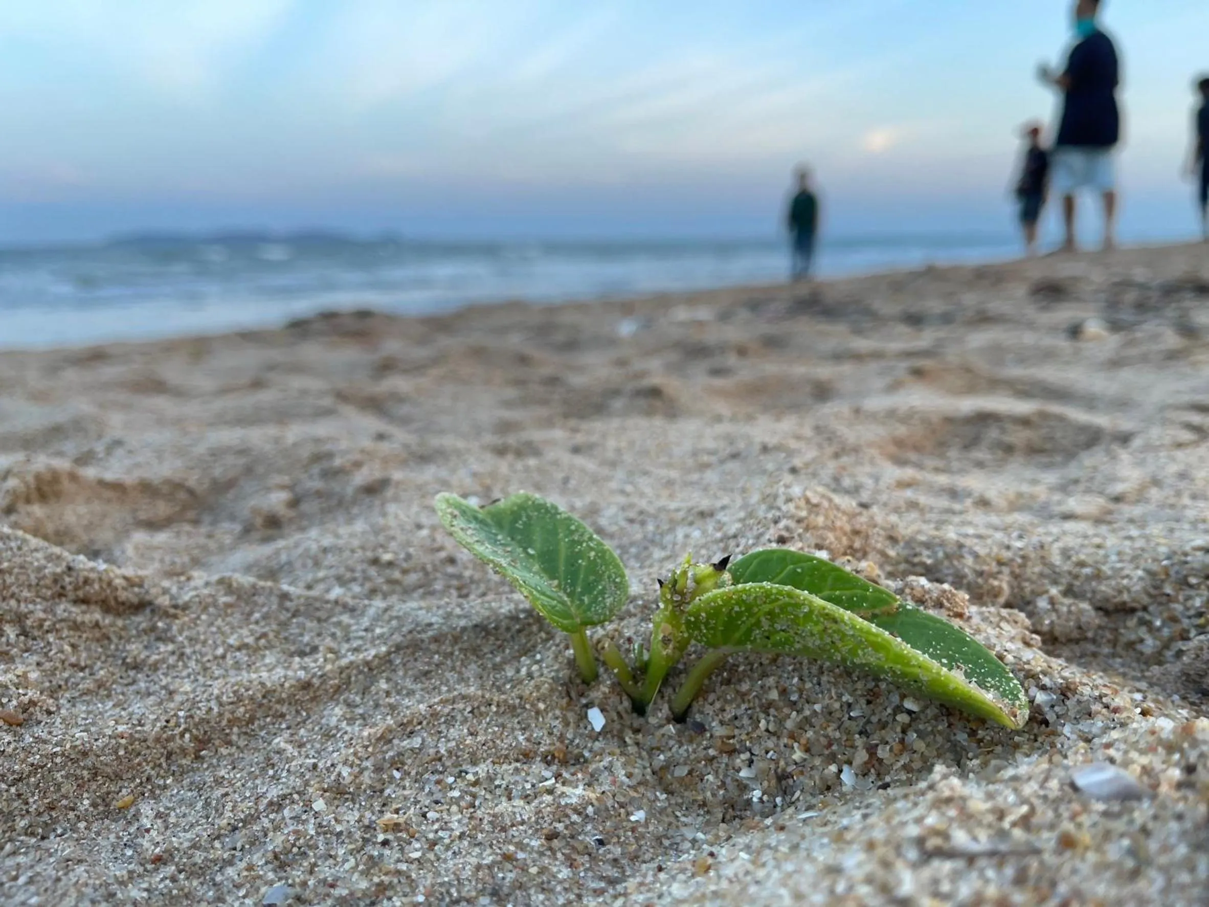 Natural landscape in Blue Beach Bungalow