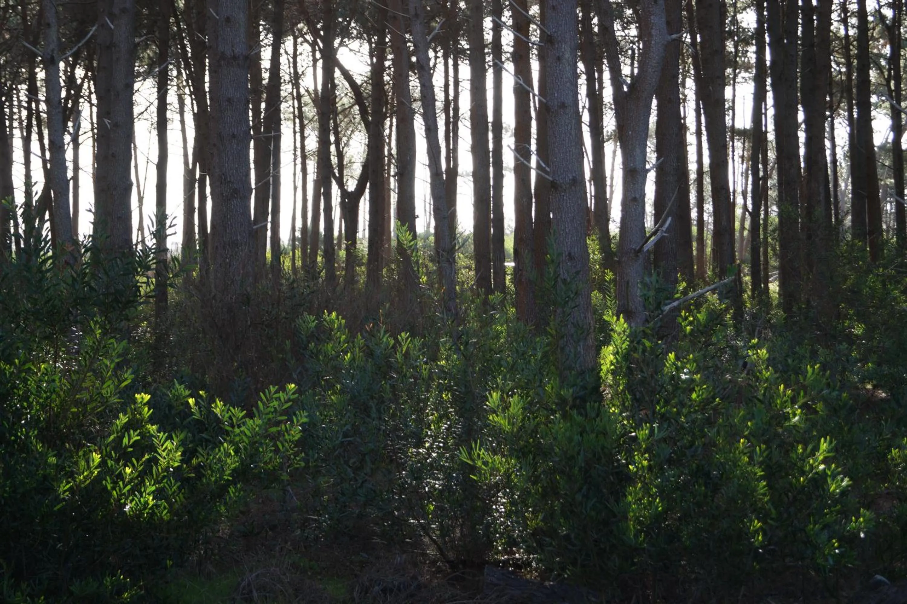 Natural landscape in Posada del Corumbá