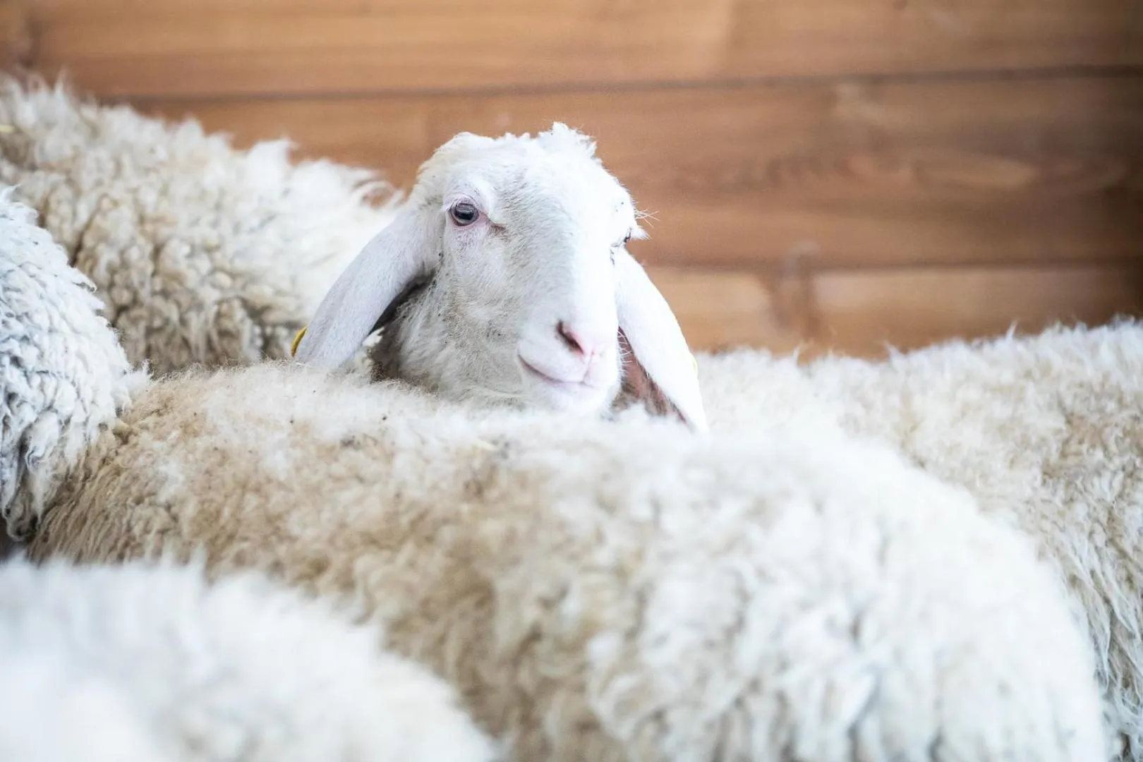 Animals in Tenuta Saiano Resort