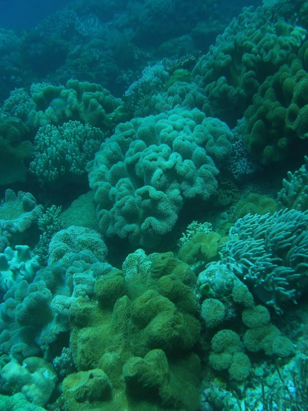 Diving in Casa Amihan
