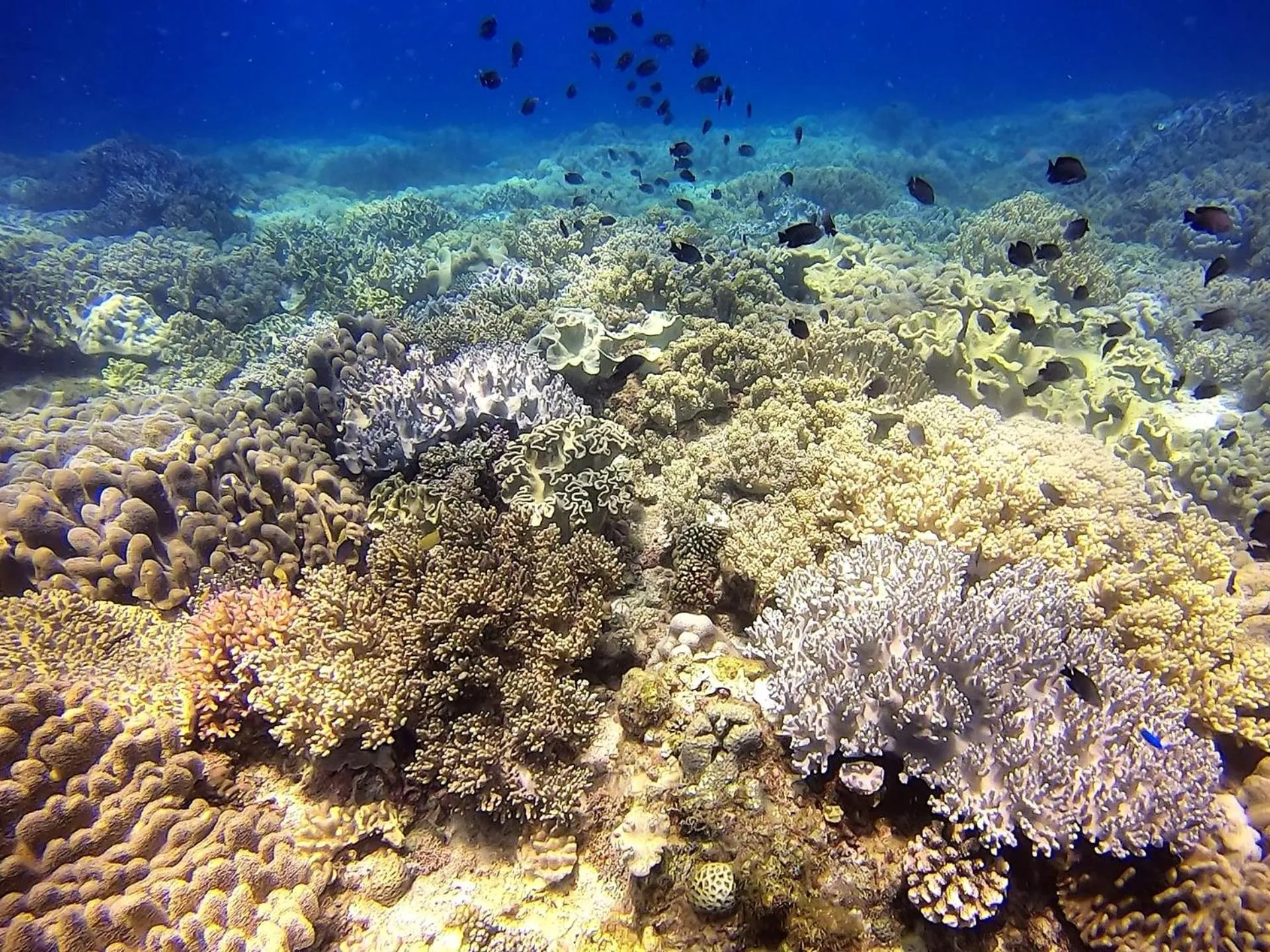 Snorkeling in Casa Amihan