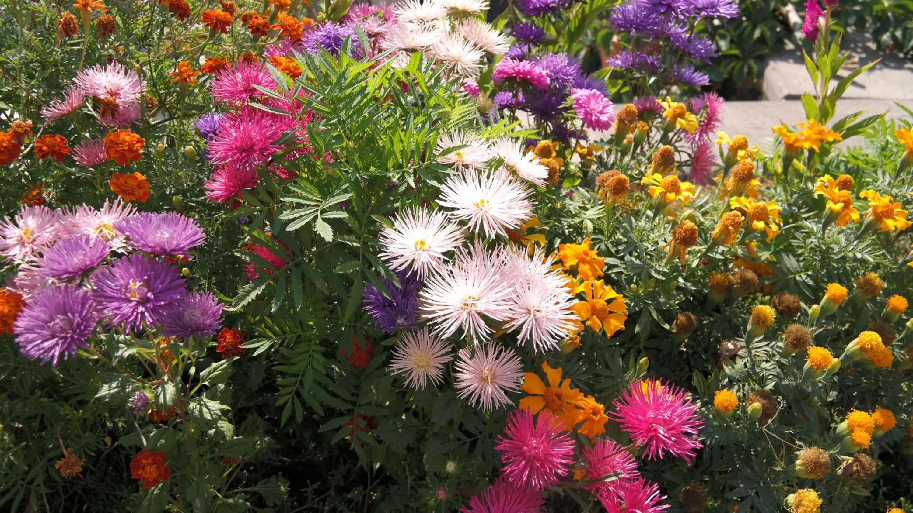 Garden in Turkish Cave House