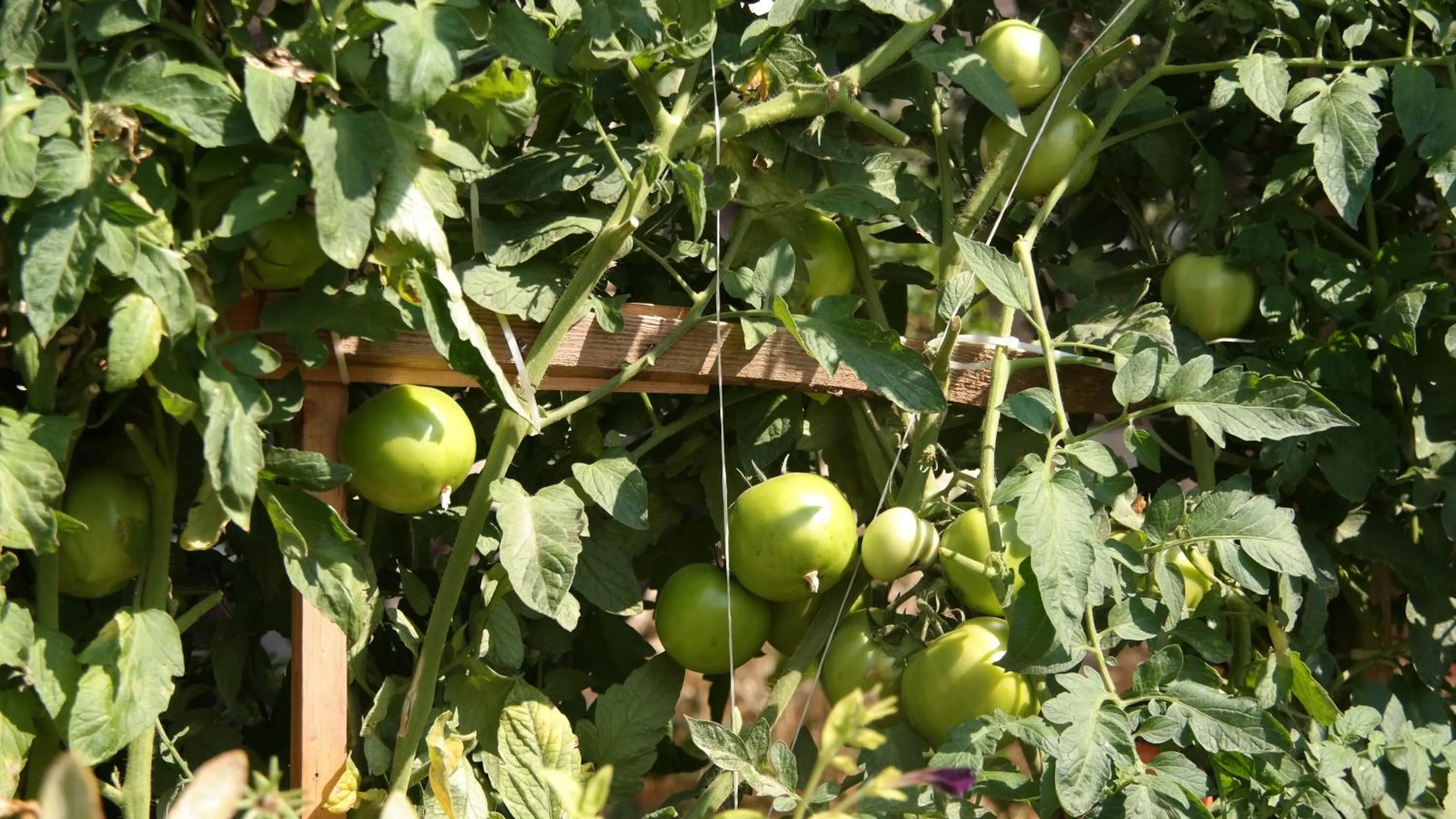 Garden in Turkish Cave House