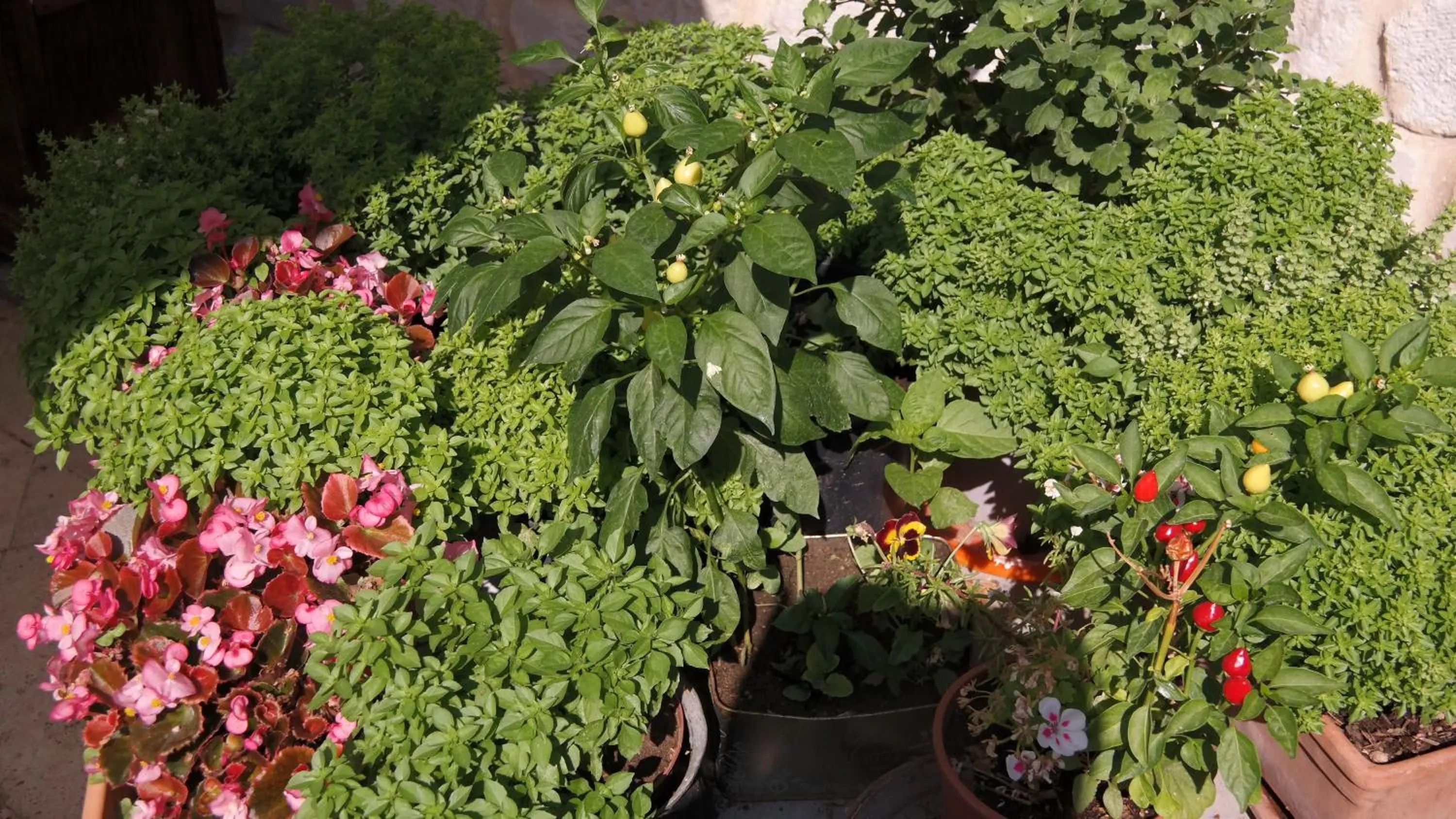 Garden in Turkish Cave House
