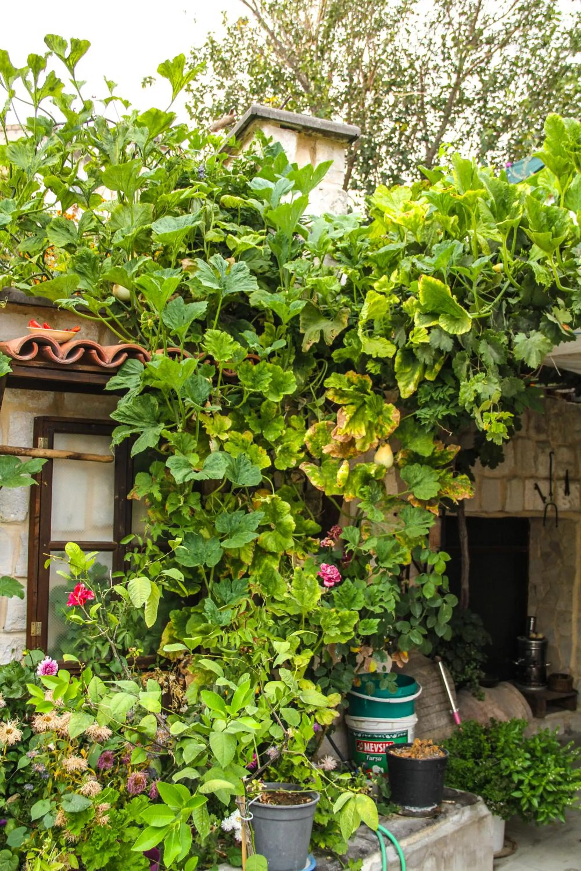 Garden in Turkish Cave House