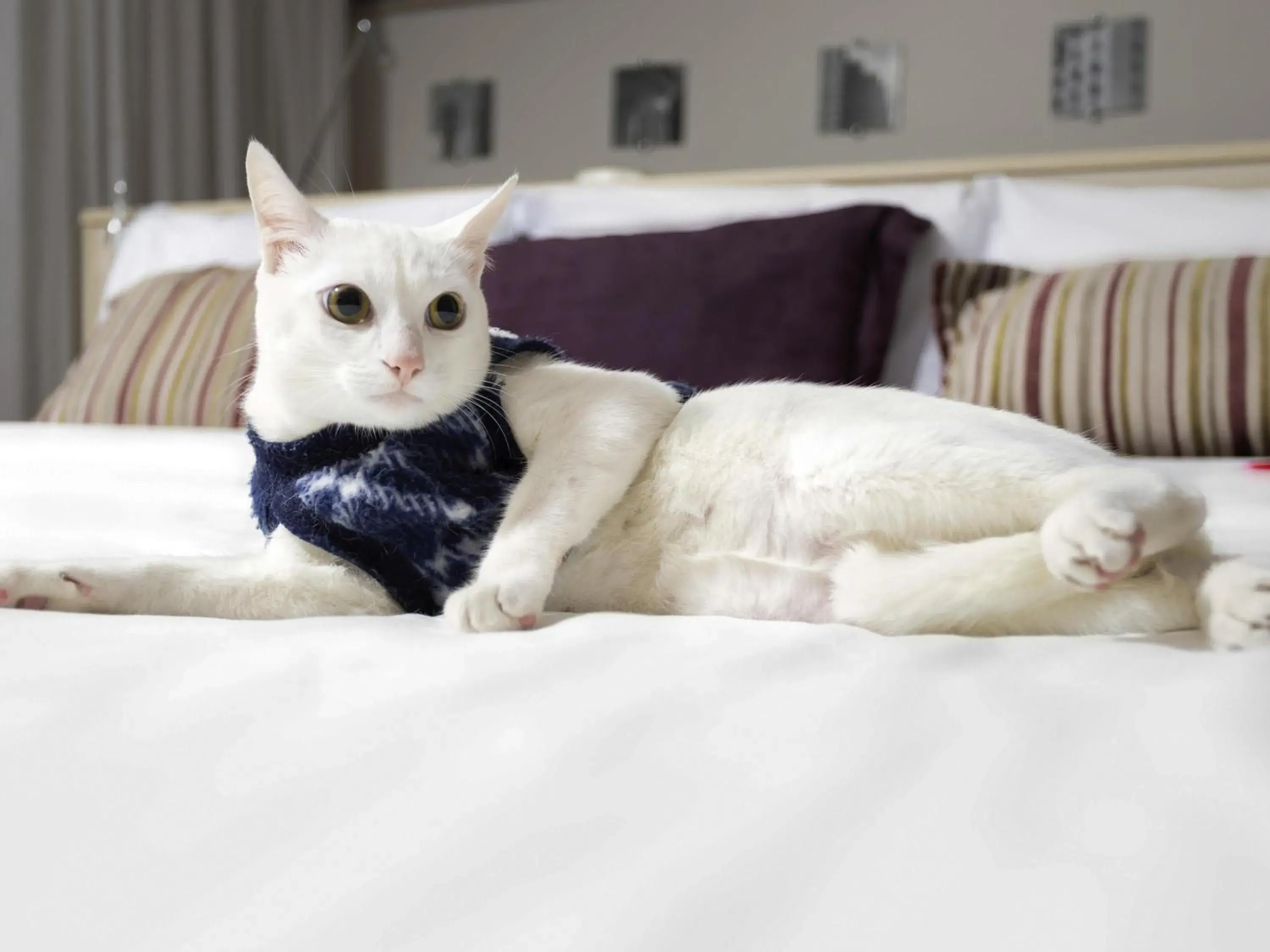 Bedroom in Mercure Sao Paulo Pamplona Bedroom in Mercure Sao Paulo Pamplona