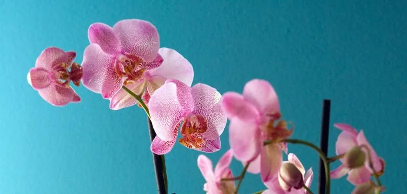 Decorative detail in B&B La Gatta Bianca