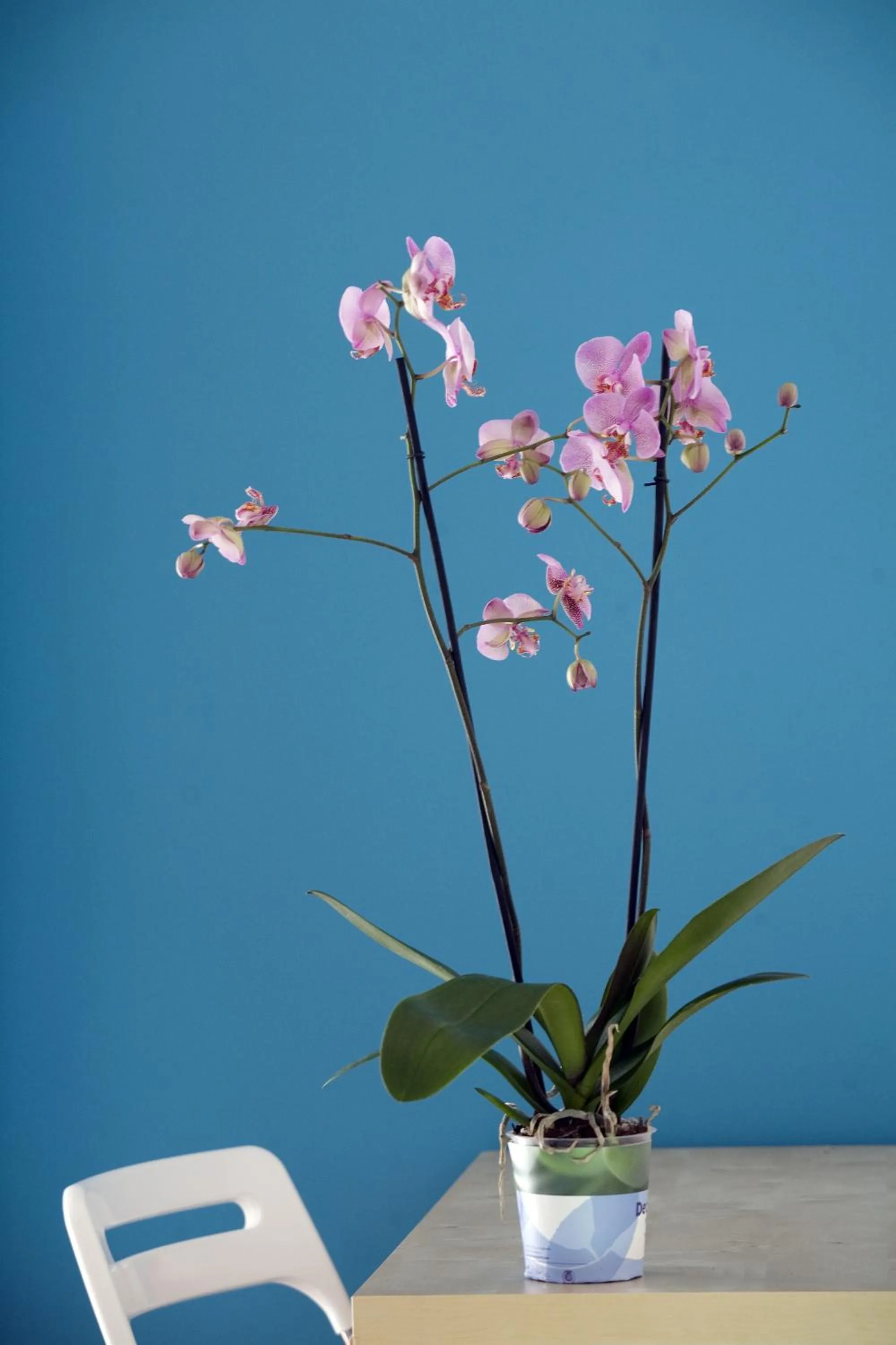 Decorative detail in B&B La Gatta Bianca