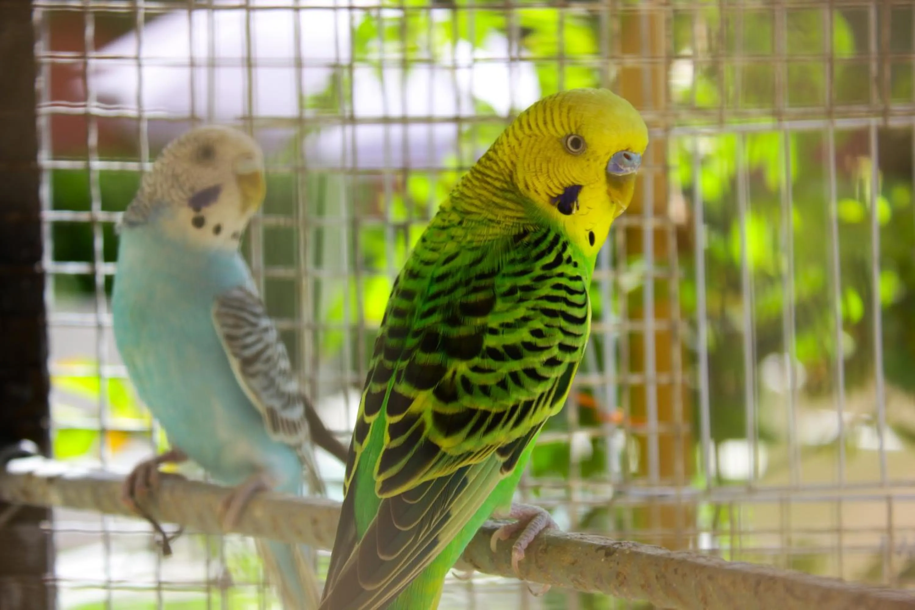 Pets in Riad Noumidya