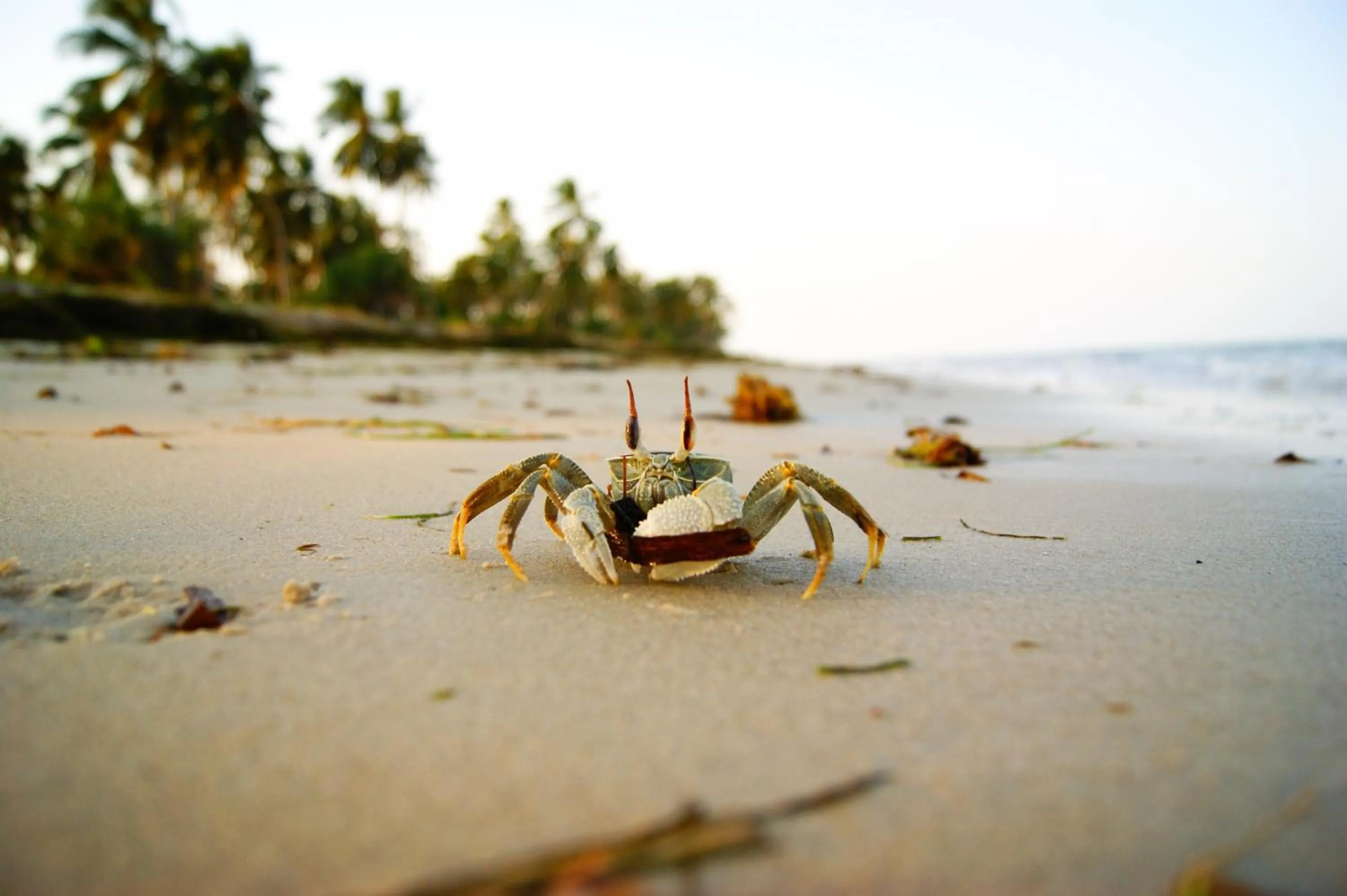 Area and facilities in Kijongo Bay Beach Resort