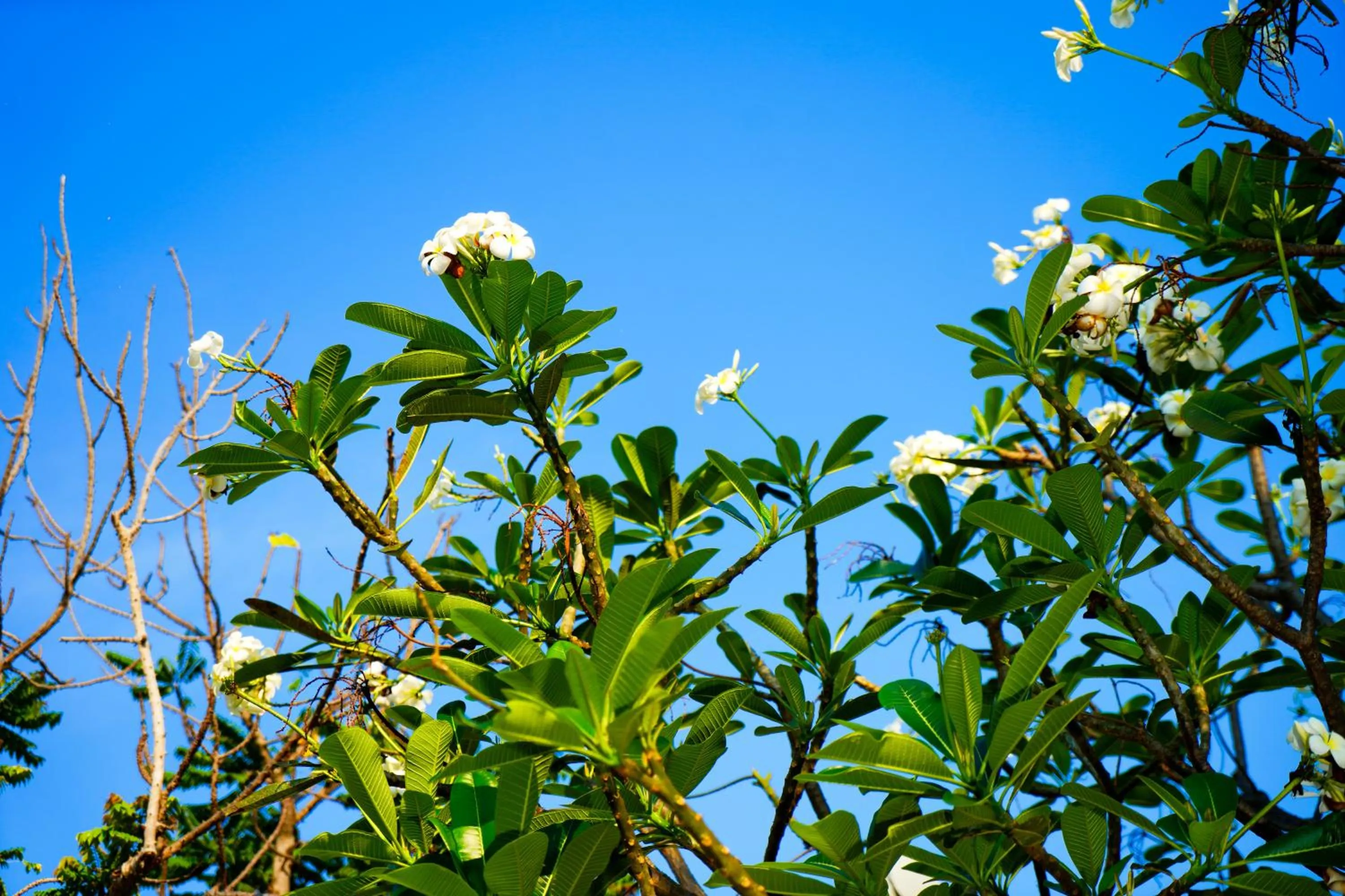 Spring in Luna Hut Resort