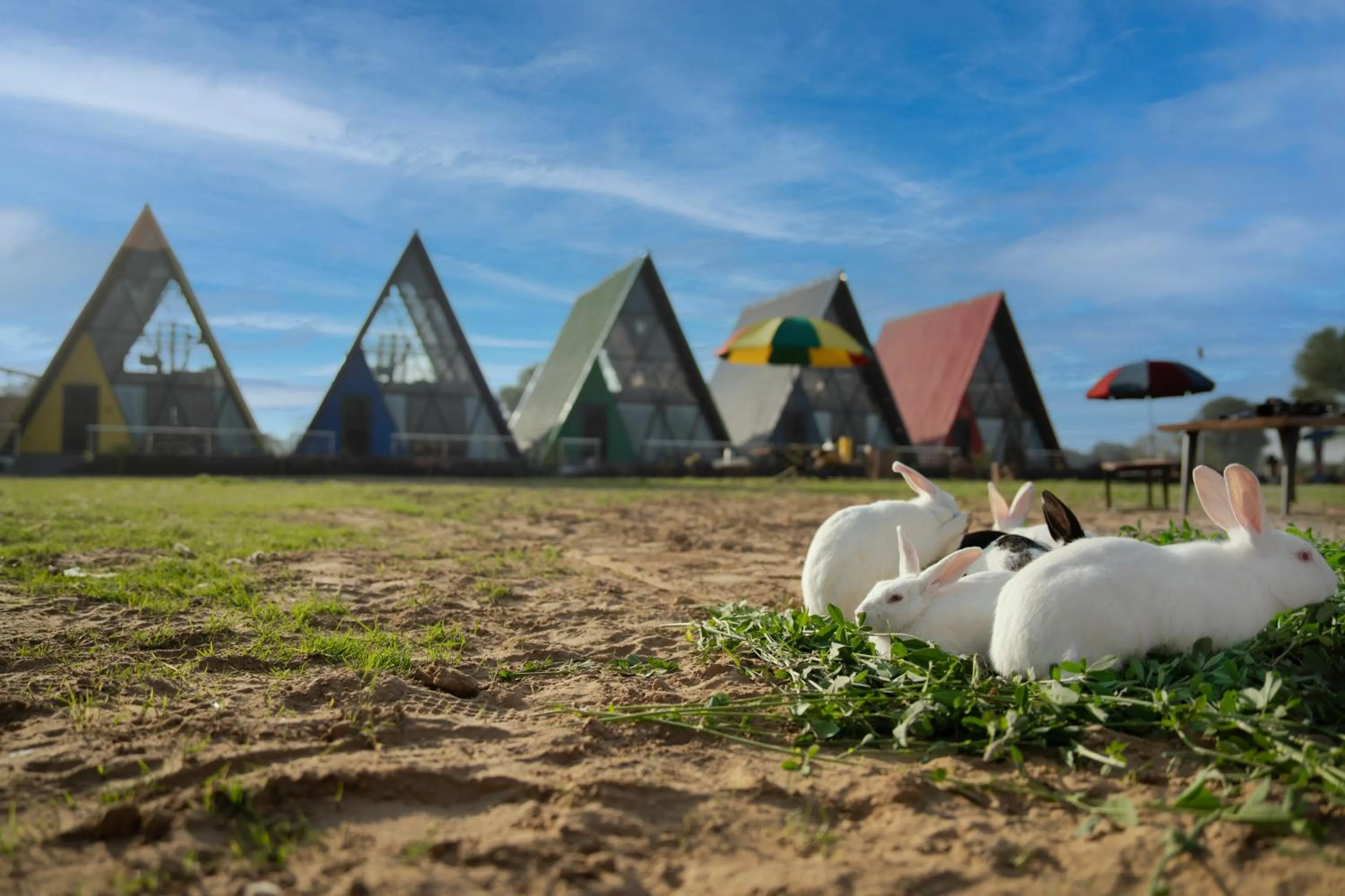 Garden in Sunflower Saga