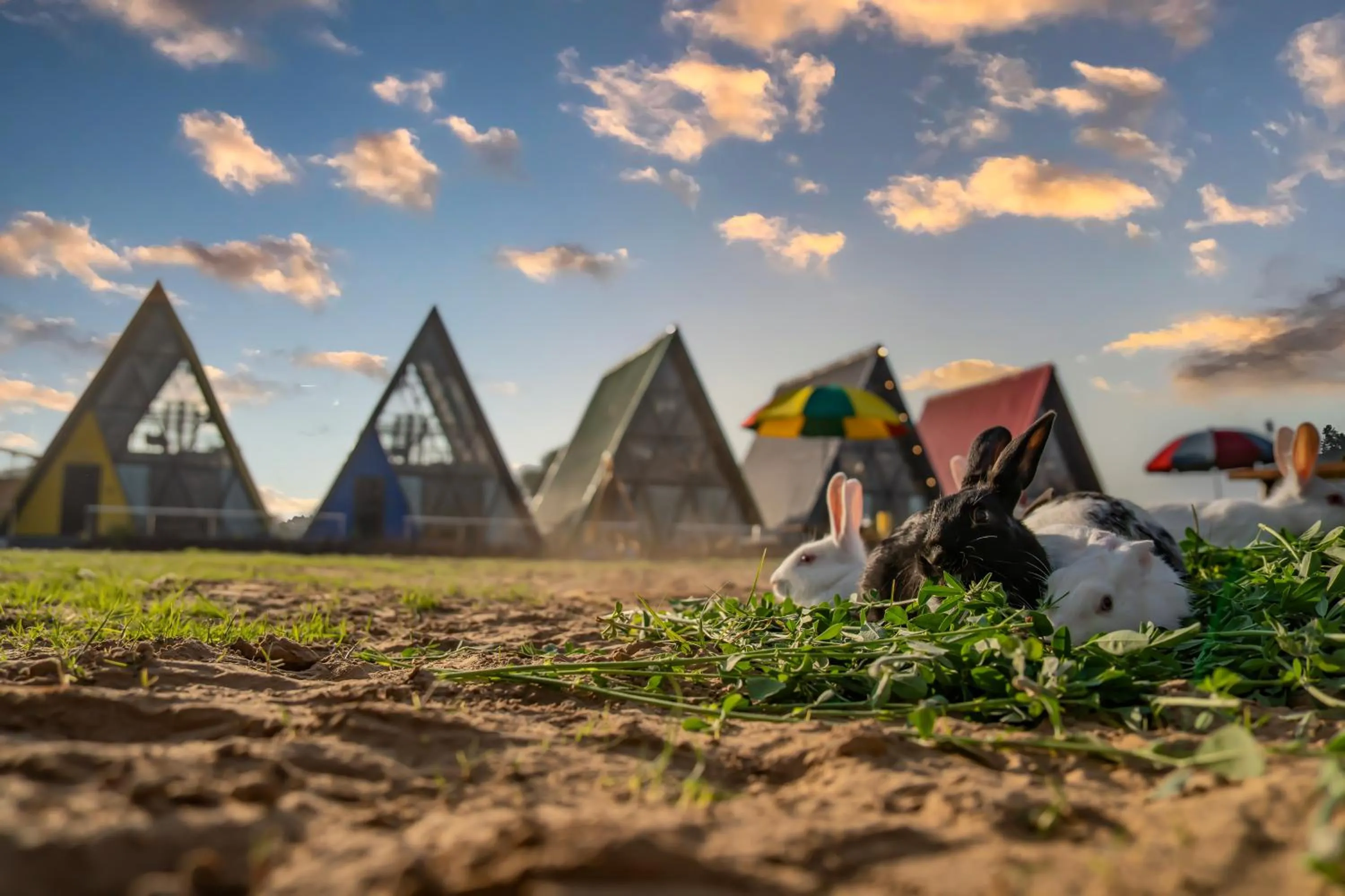 Day in Sunflower Saga