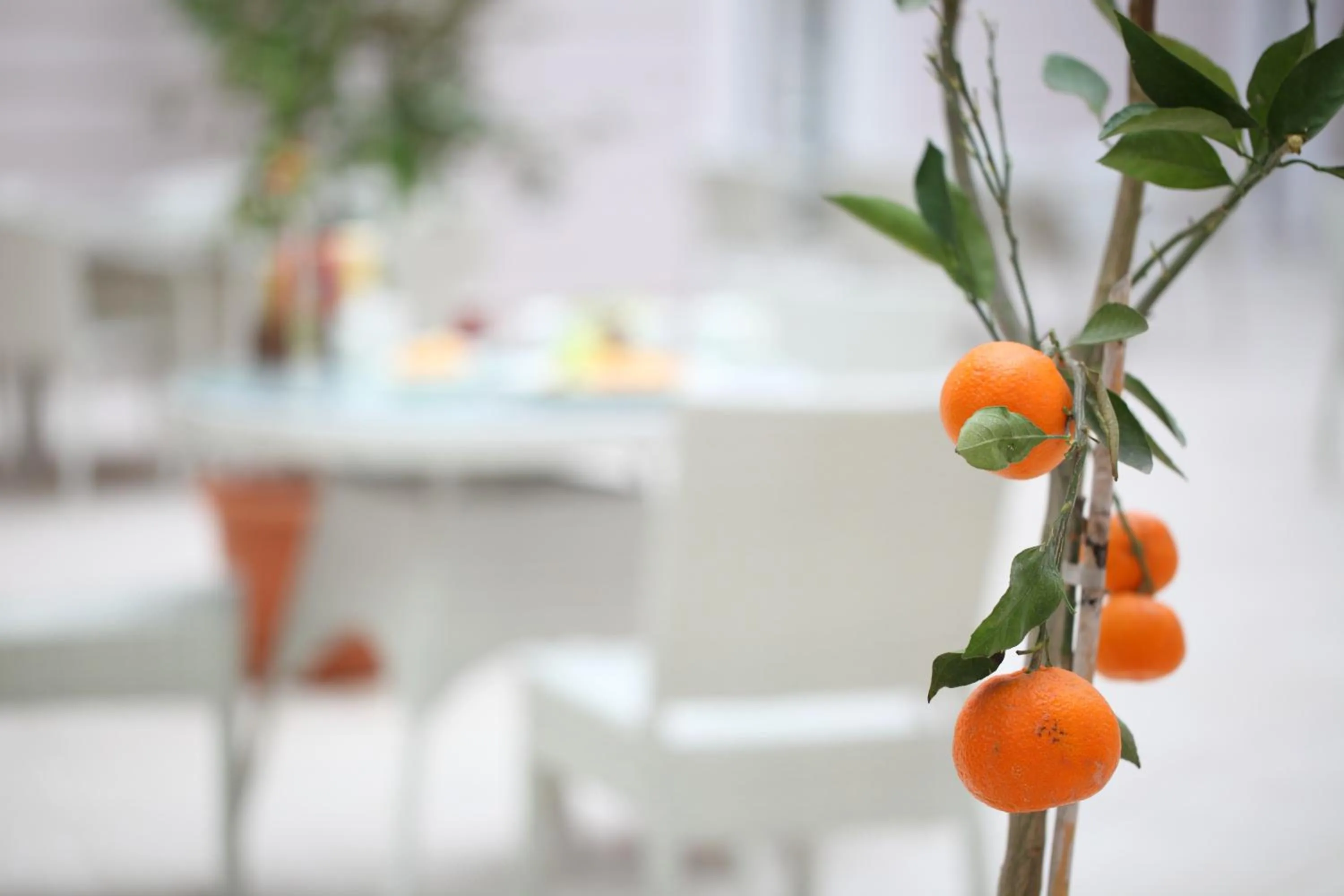 Garden in Luxor Garden Hotel