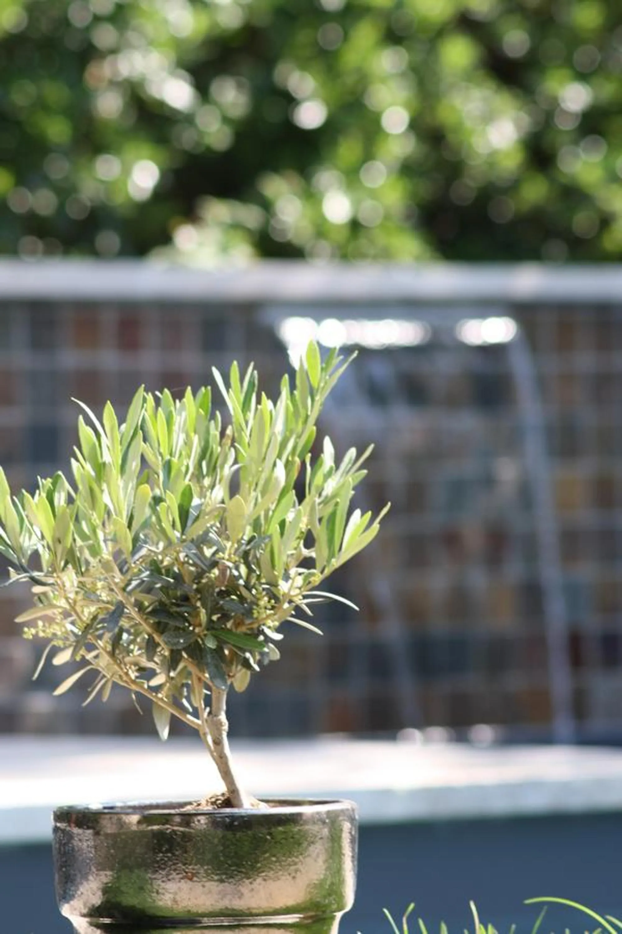 Swimming pool in L'Abri du Poète