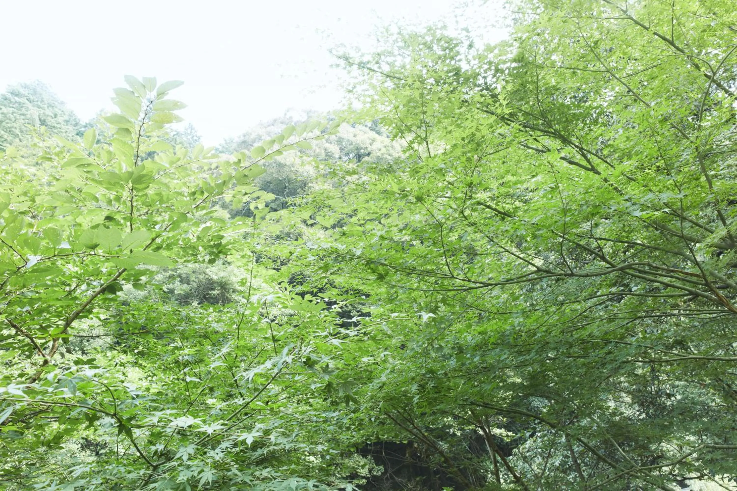 Other in Fudoguchikan