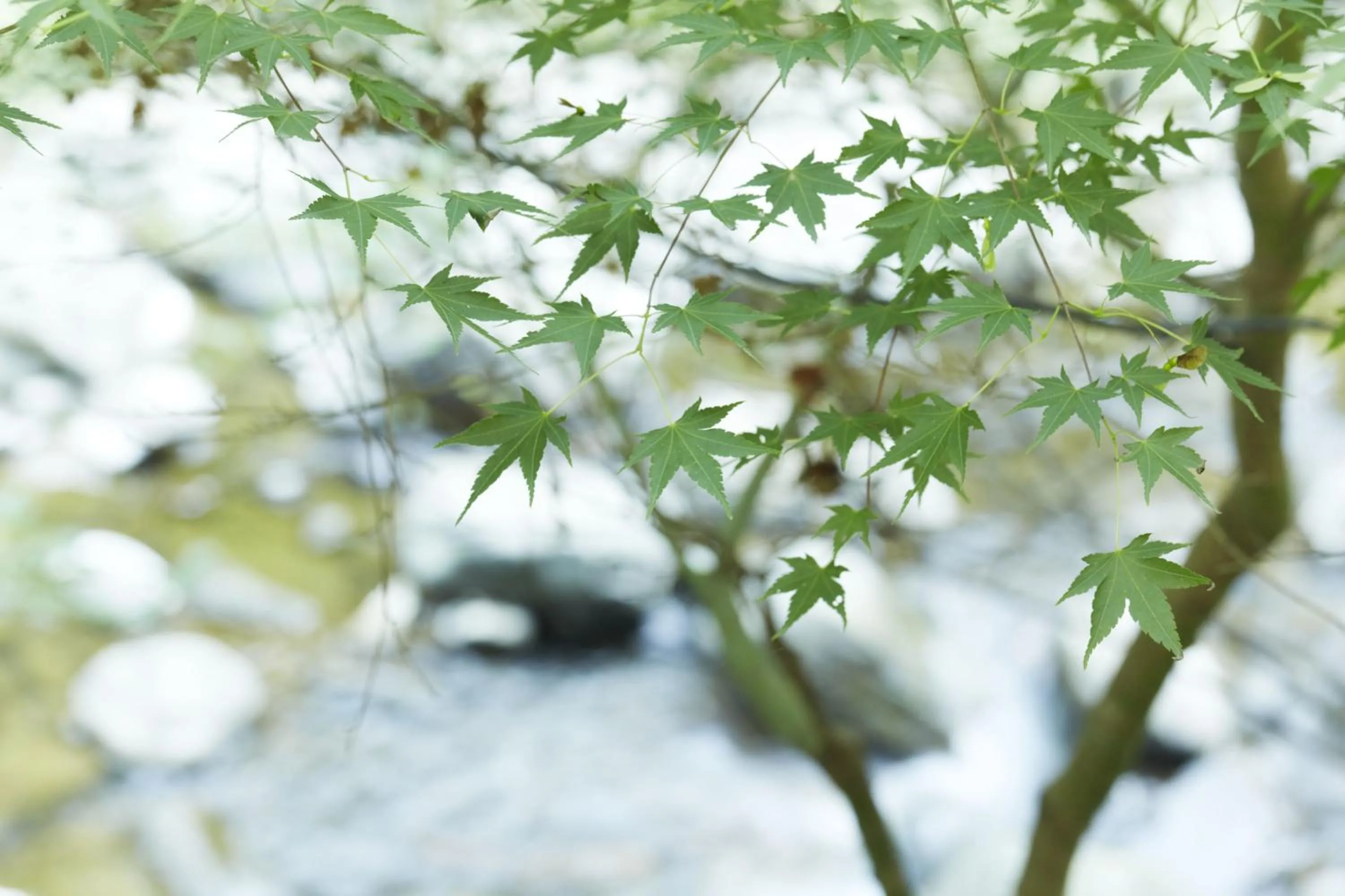 Other in Fudoguchikan