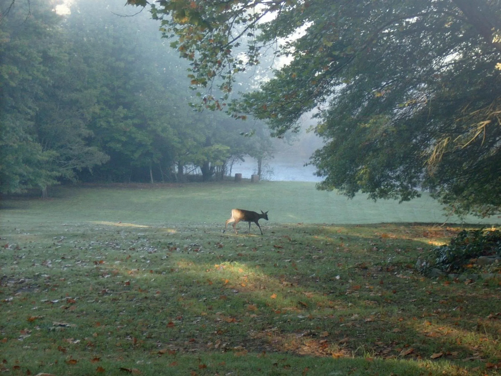 Natural landscape in Waterford Manor