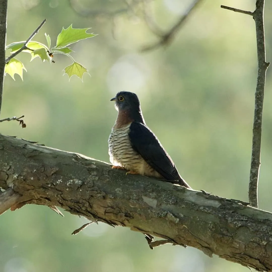 Animals in Waterford Manor