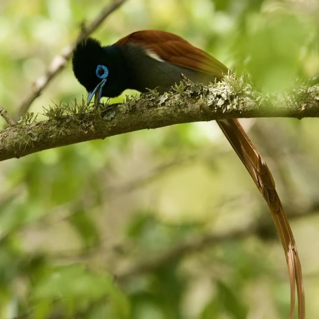 Animals in Waterford Manor