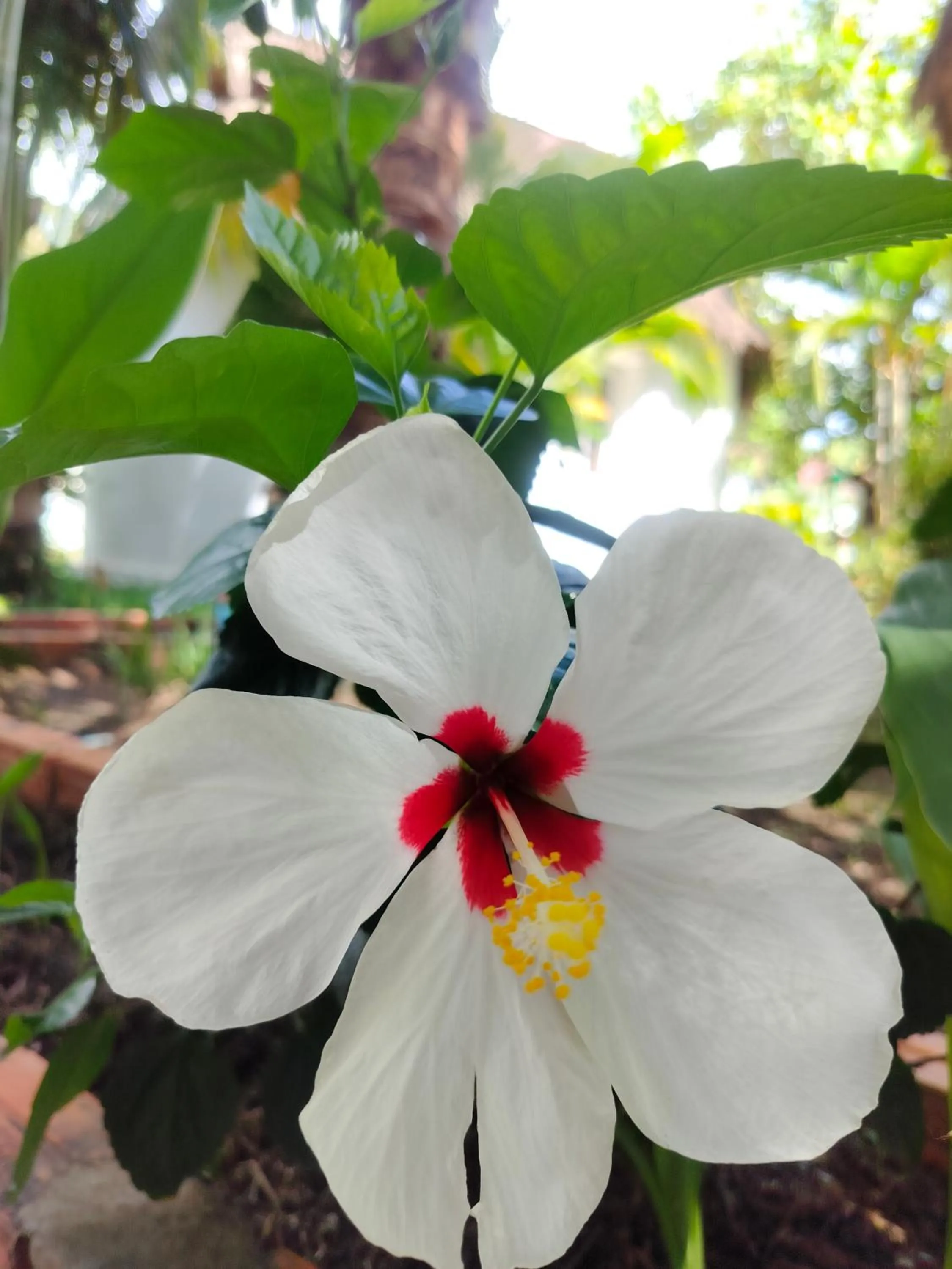 Spring in Bohemiaz Resort and Spa Kampot