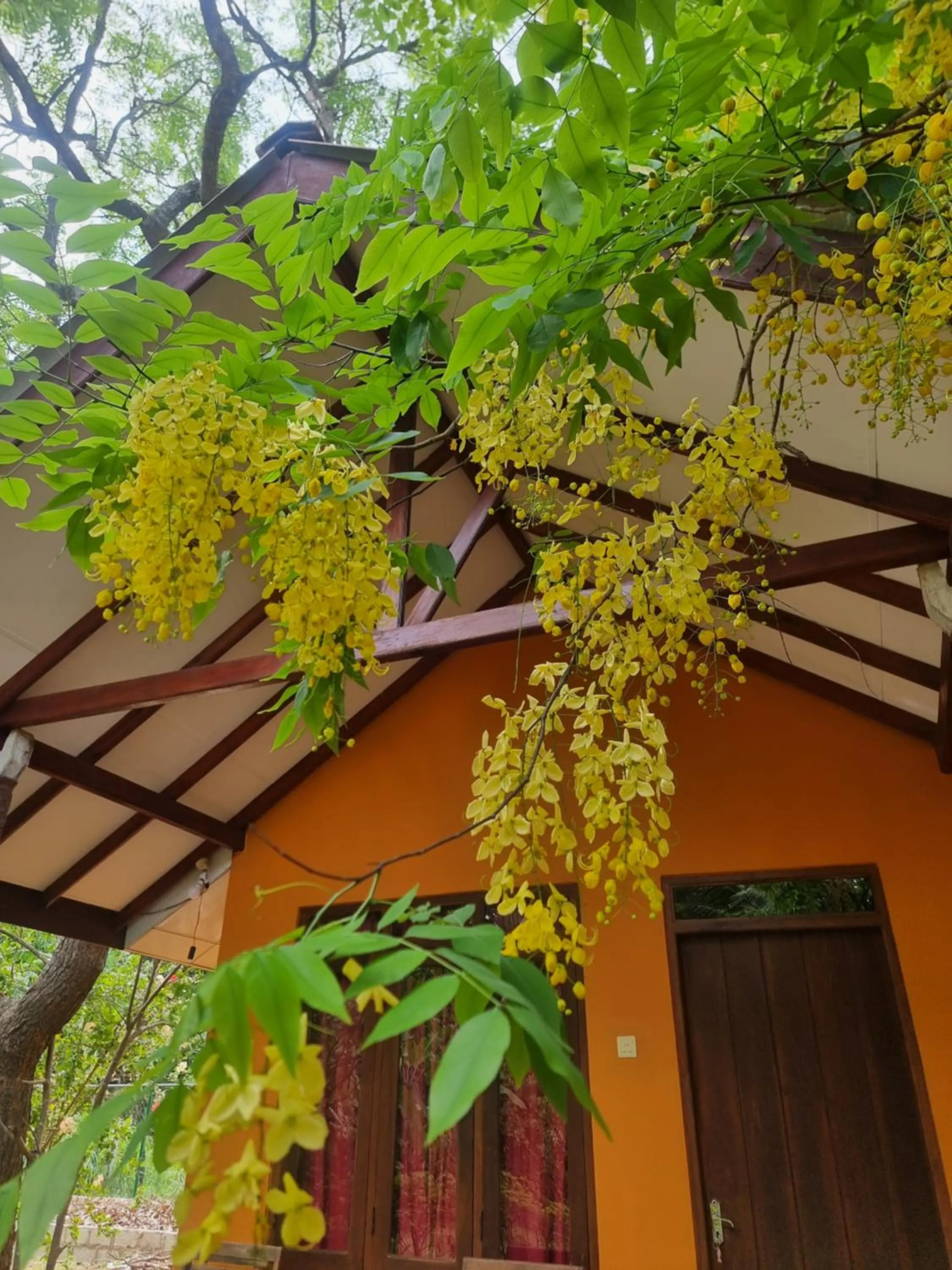 Garden view in Liyon Rest sigiriya