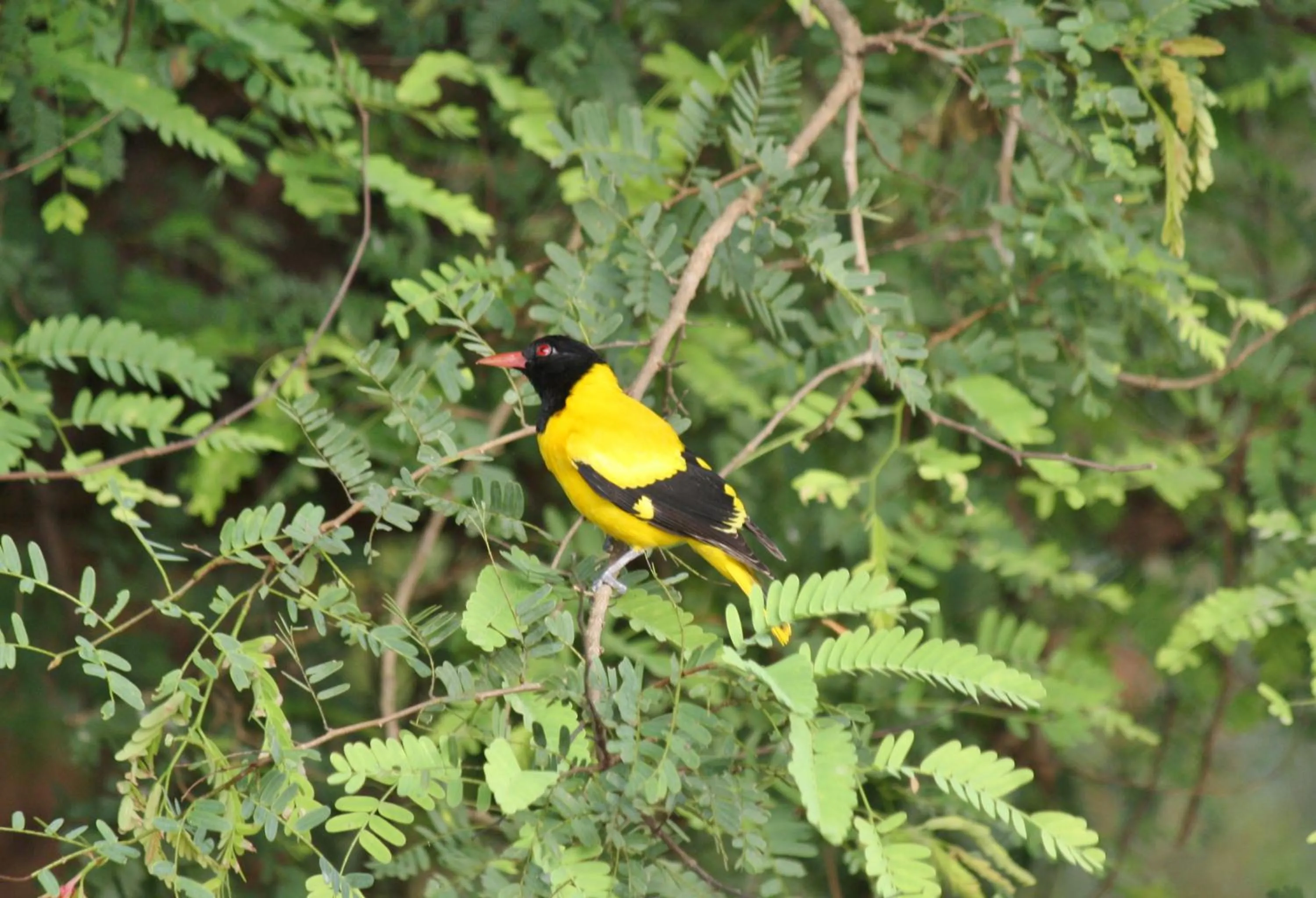 Animals in Liyon Rest sigiriya
