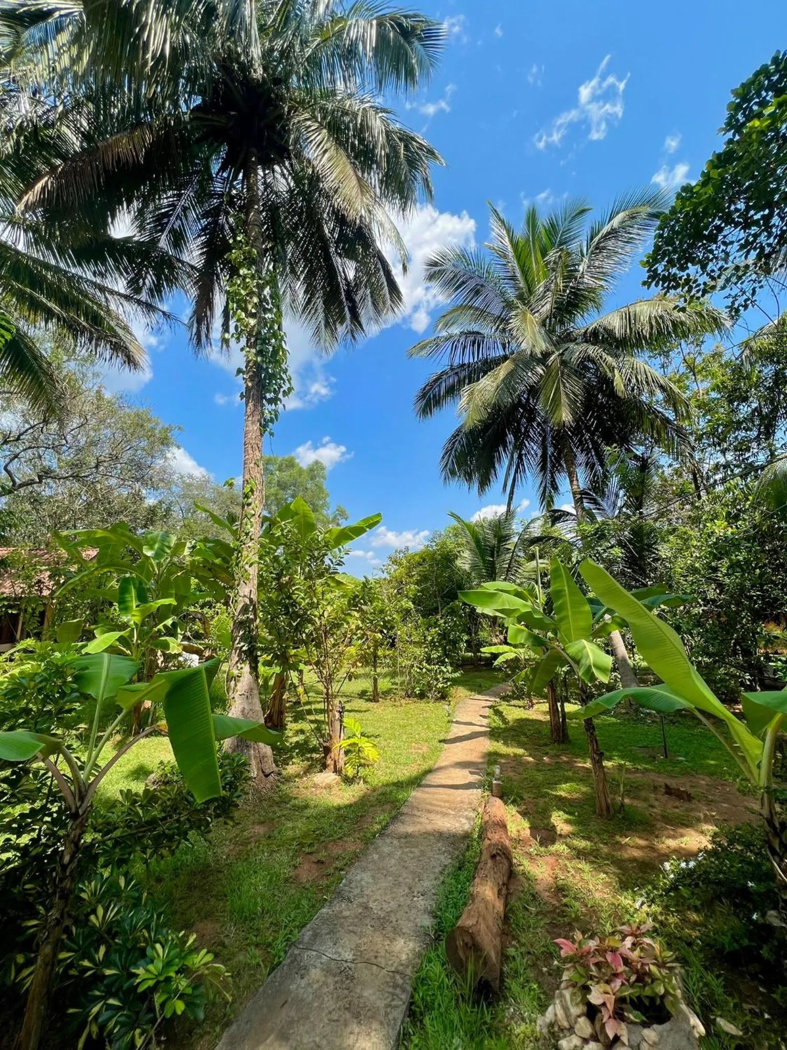 Garden view in Liyon Rest sigiriya